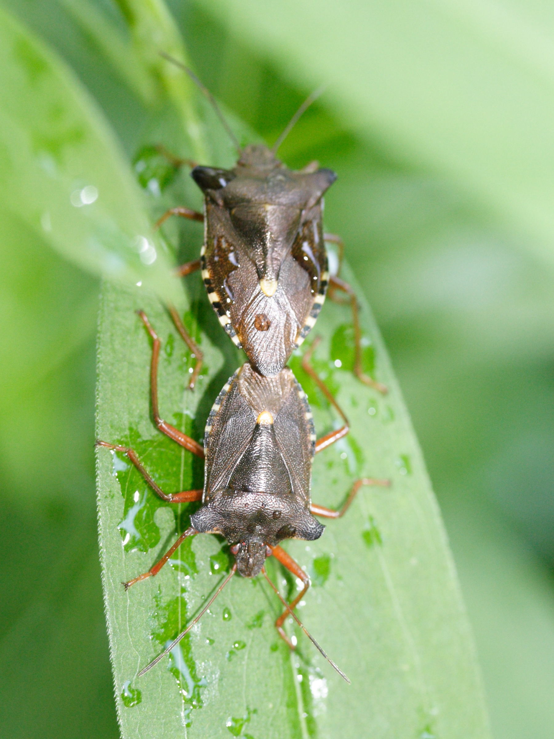 pentatoma_rufipes3md