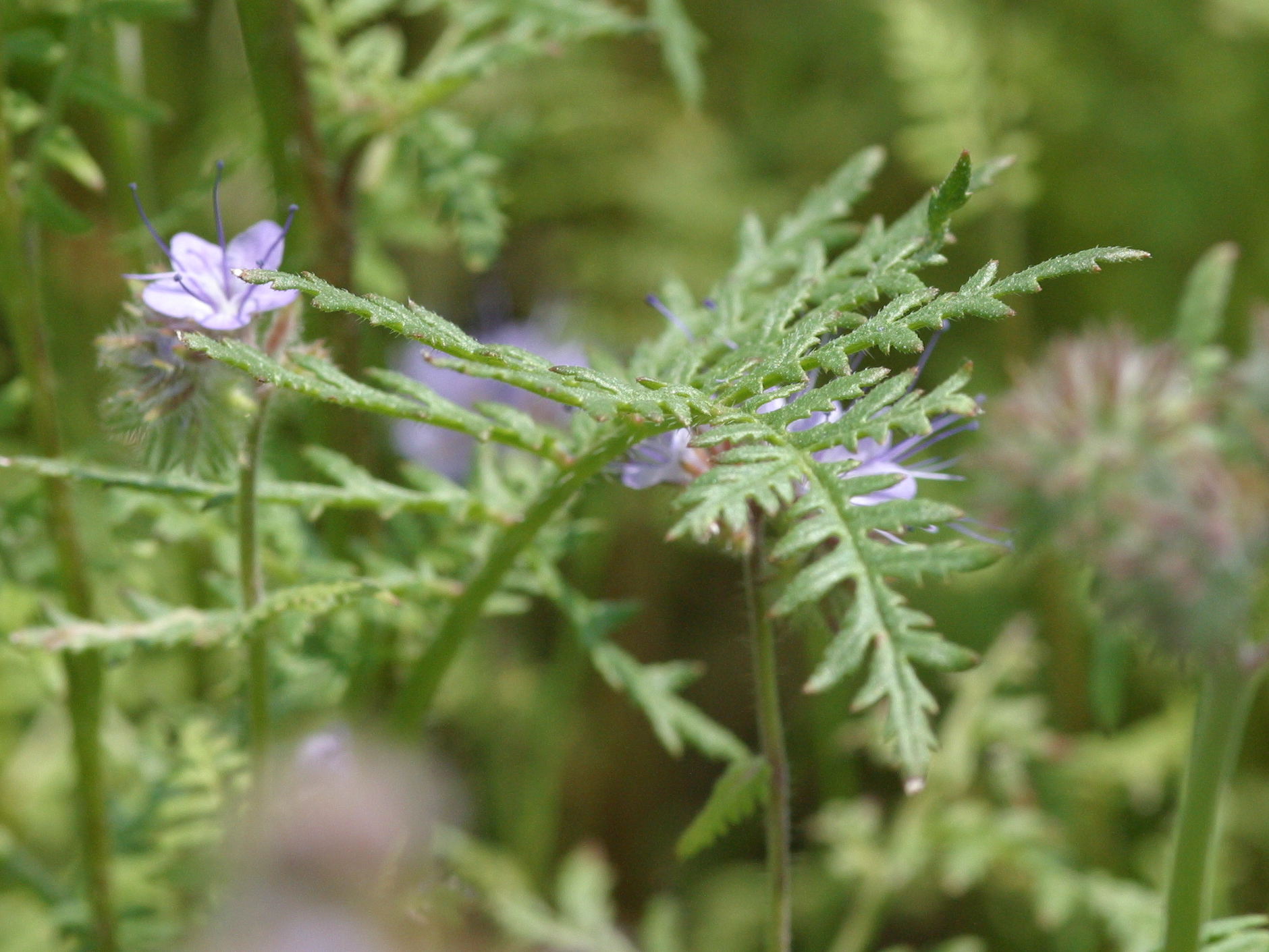 Afficher le média phacelia_tanacetifolia2bd phacelia_tanacetifolia2bd