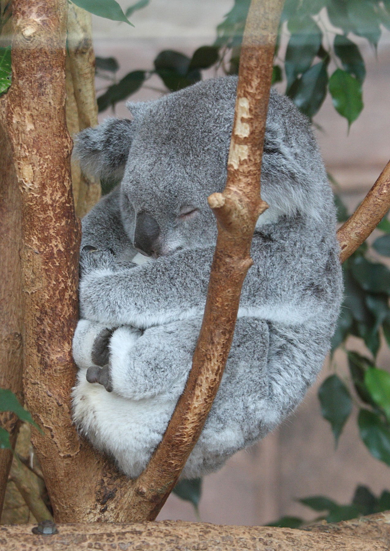 phascolarctos_cinereus_adustus3md