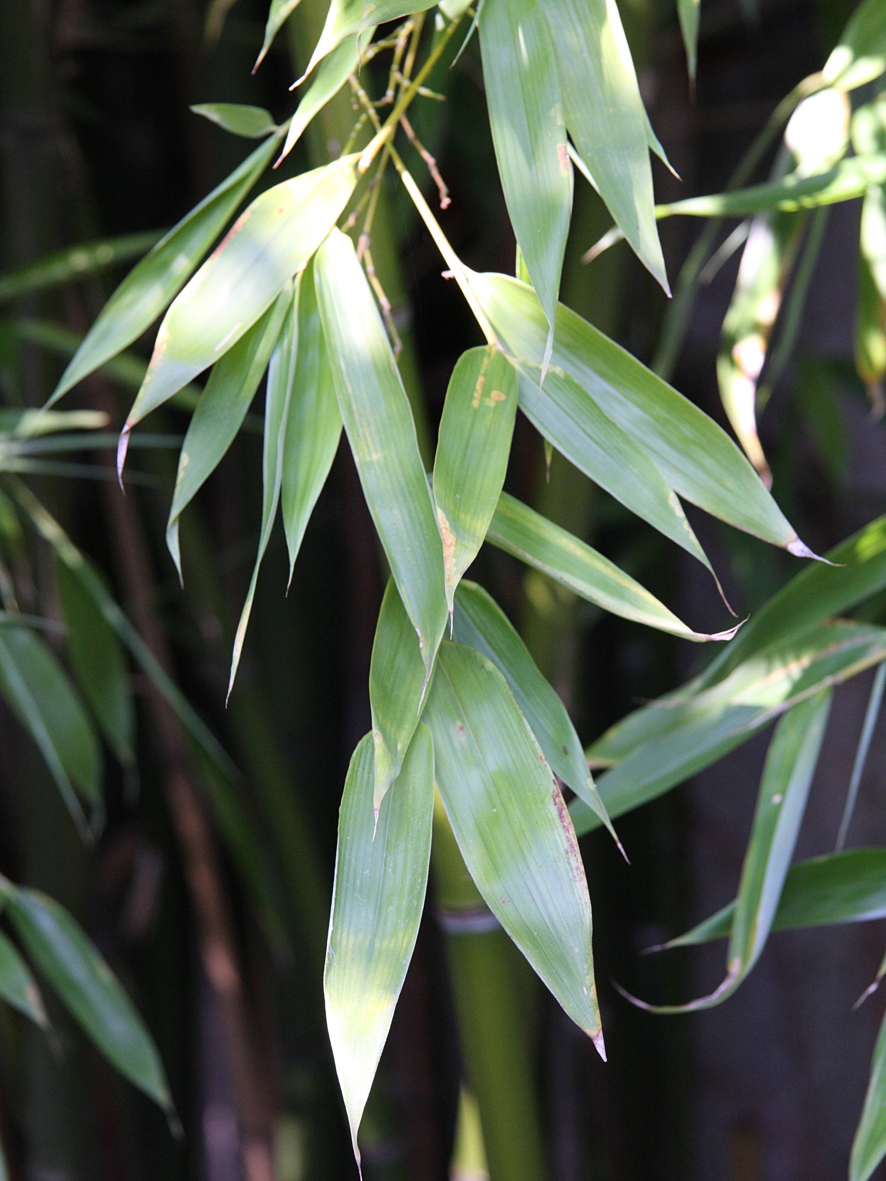 phyllostachys_viridiglaucescens2md