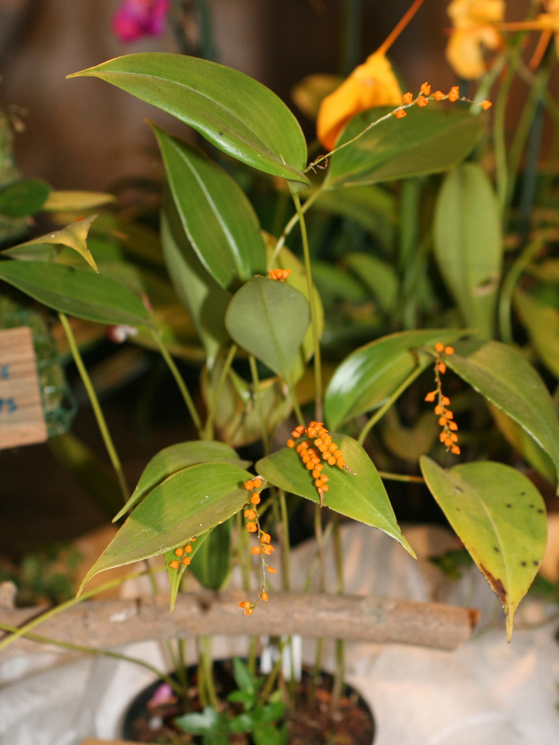 pleurothallis_truncata1md