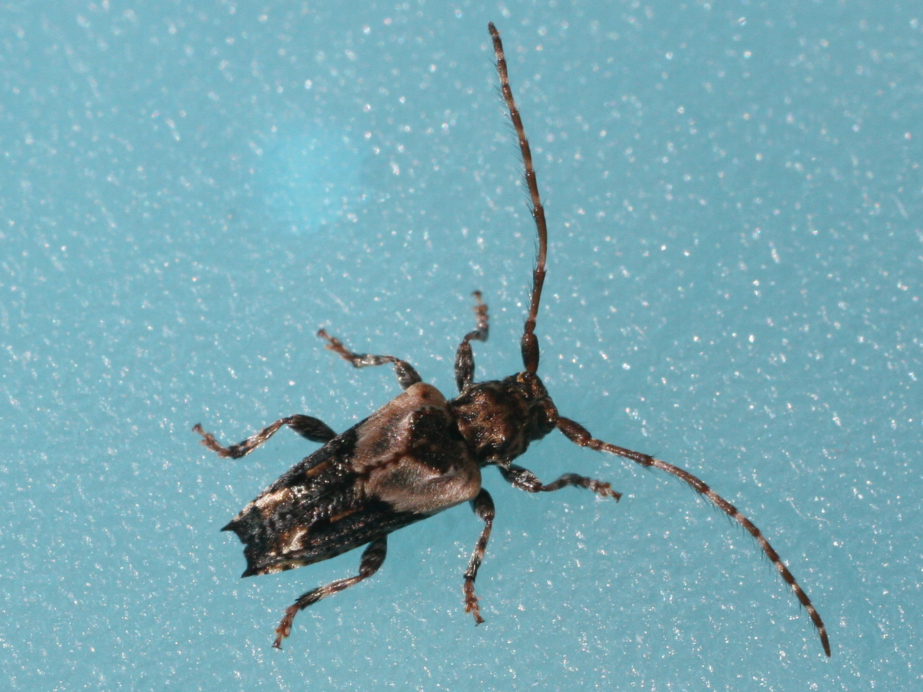 Afficher le média pogonocherus_hispidus3bd pogonocherus_hispidus3bd