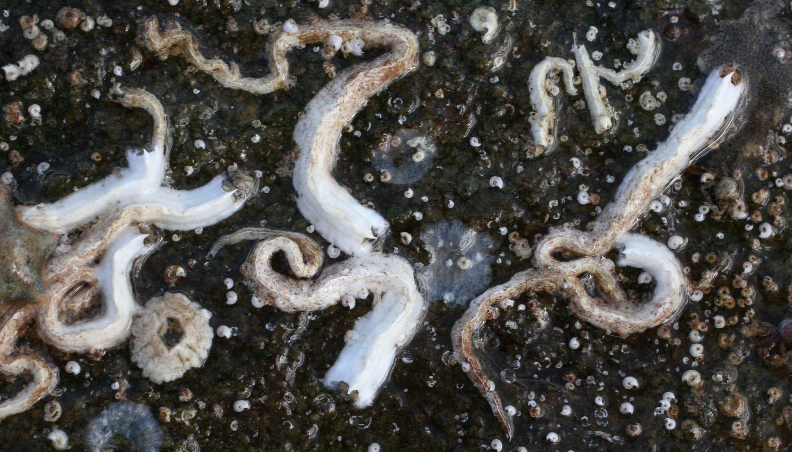 pomatoceros_lamarcki1md