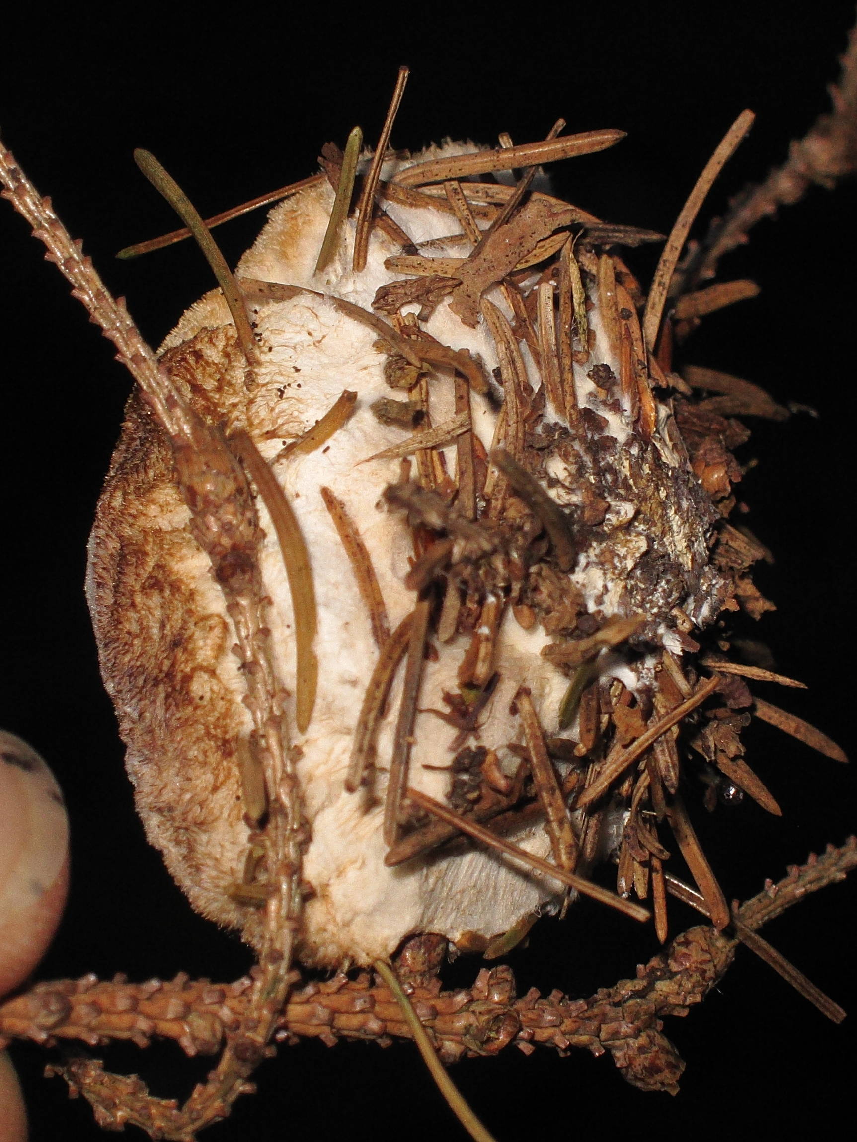 Afficher le média postia_ptychogaster3bd postia_ptychogaster3bd