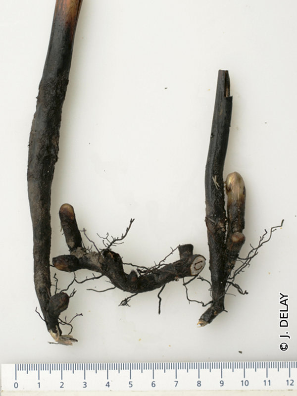 pteridium_aquilinum4jd