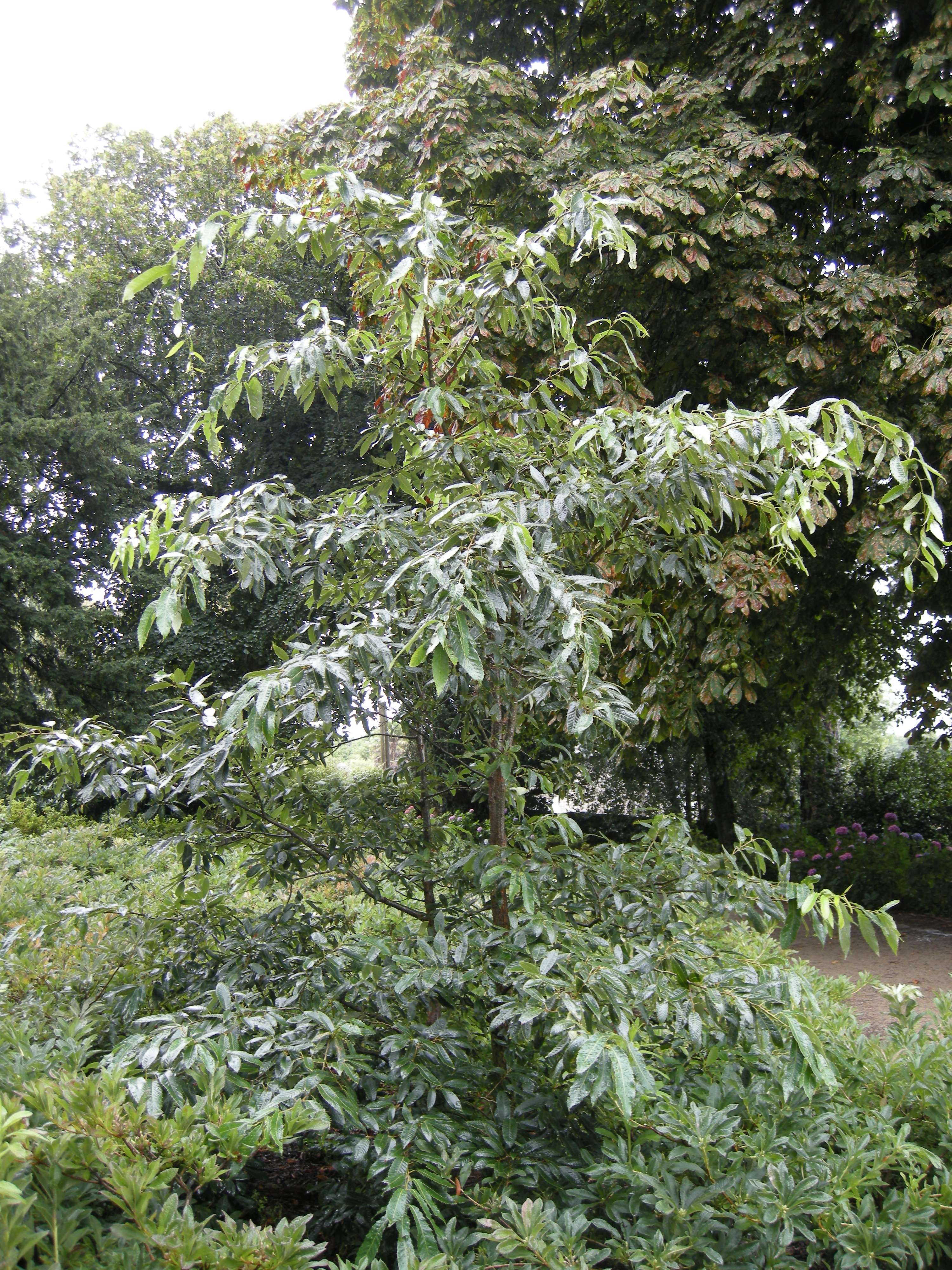 quercus_acutissima1md