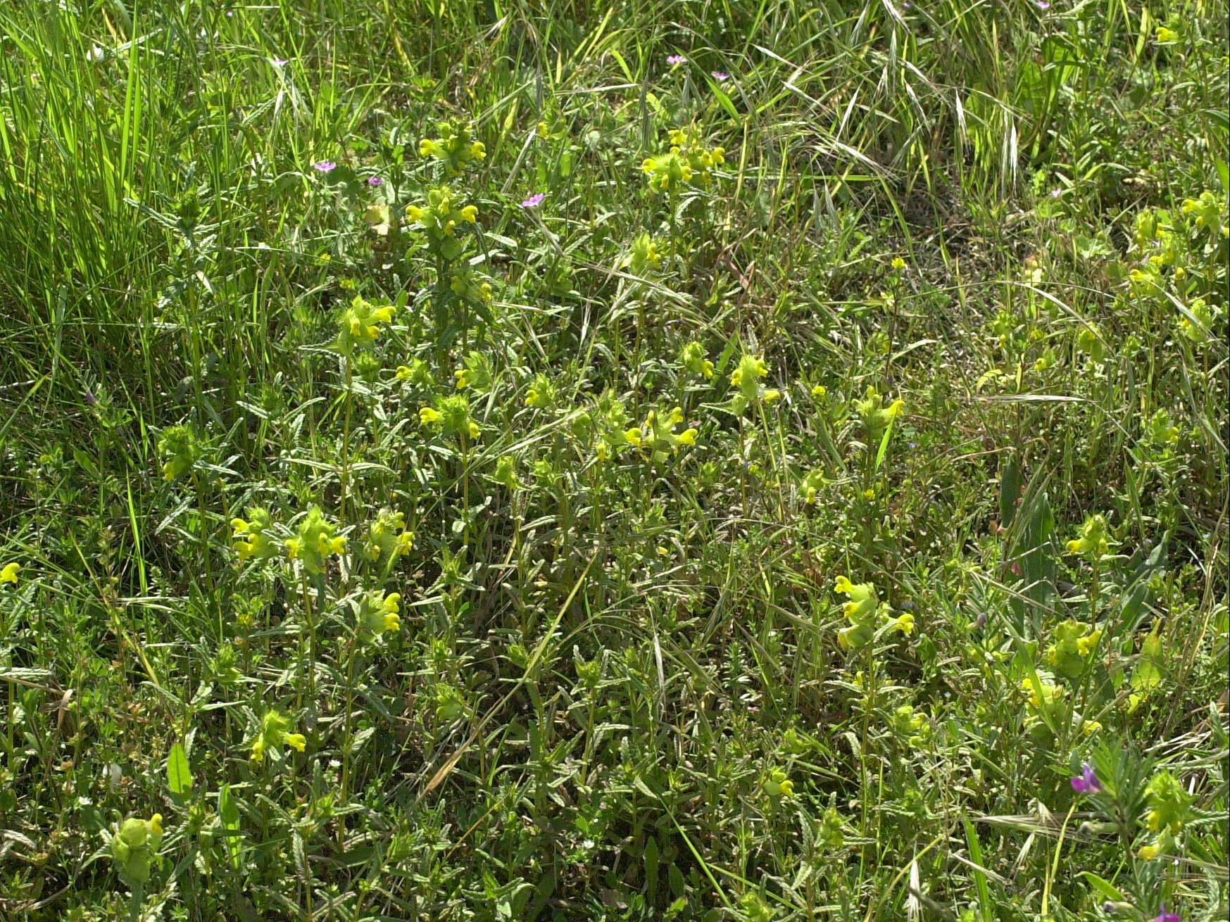 Afficher le média rhinanthus_angustifolius2md rhinanthus_angustifolius2md