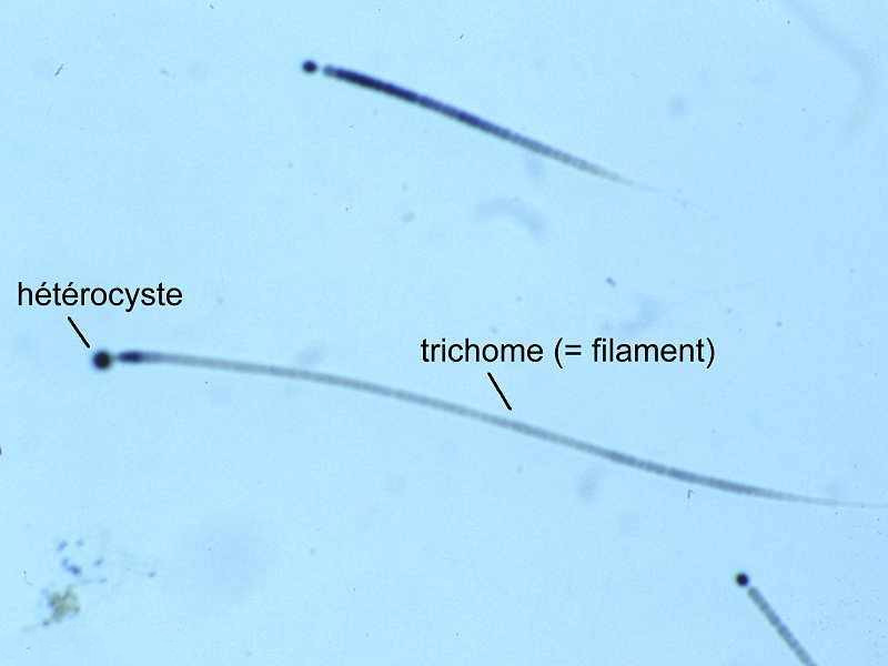 rivularia_bullata2mcf