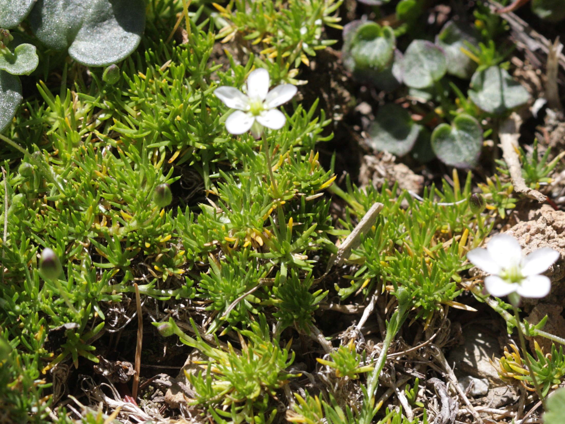 Afficher le média sagina_pilifera1bd sagina_pilifera1bd