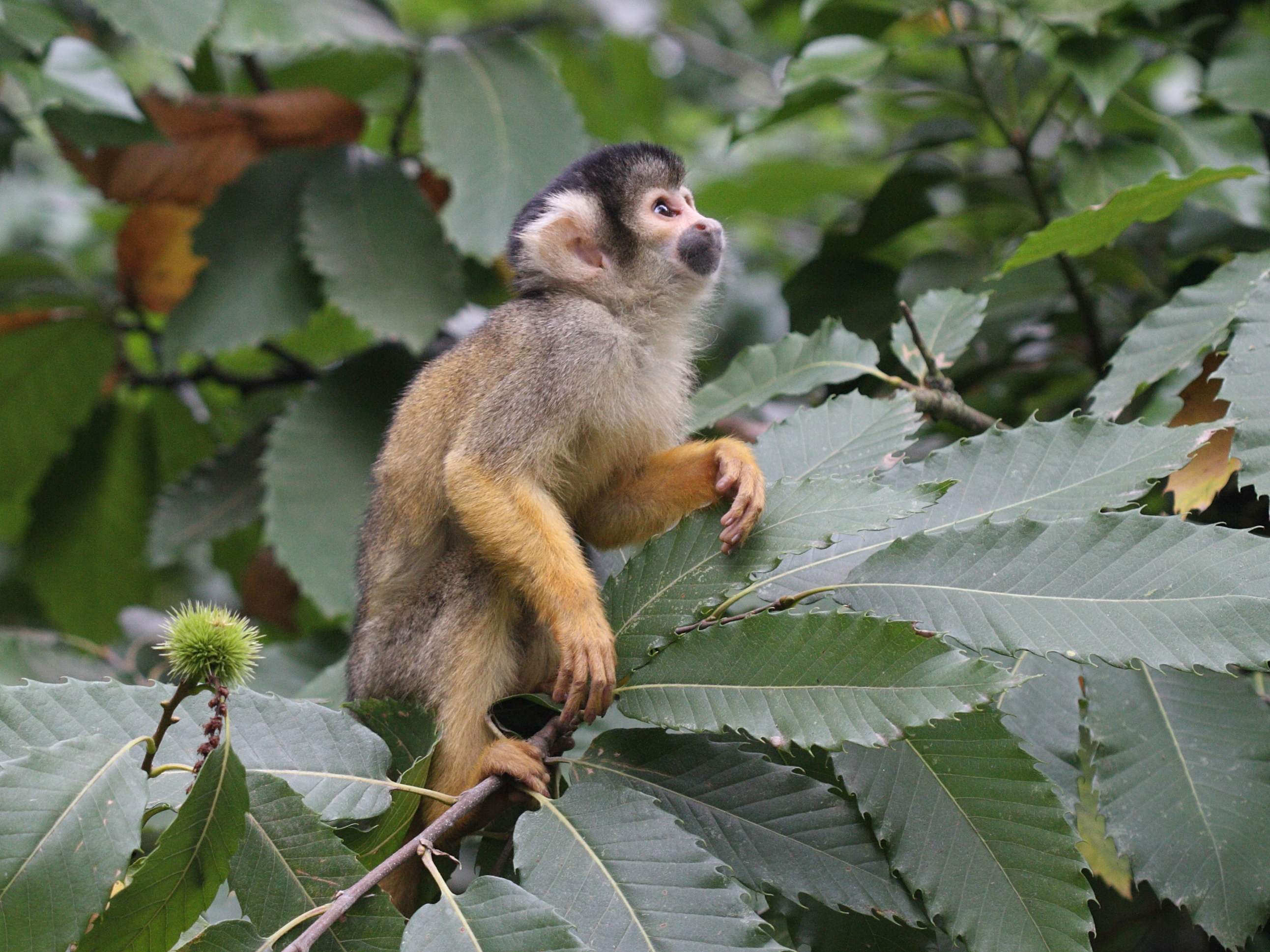 saimiri_boliviensis2bd