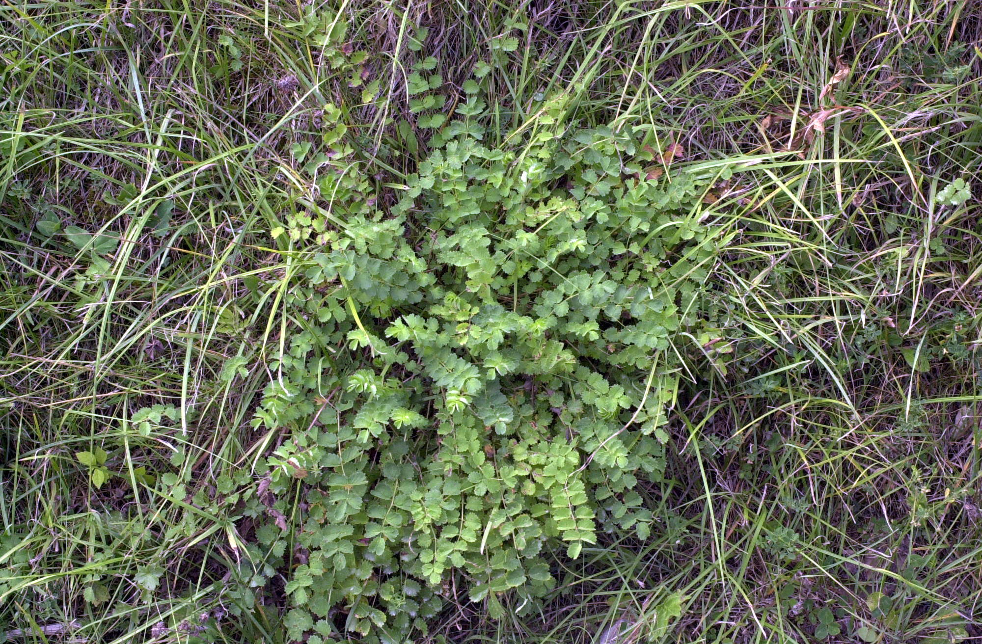 sanguisorba_minor5md