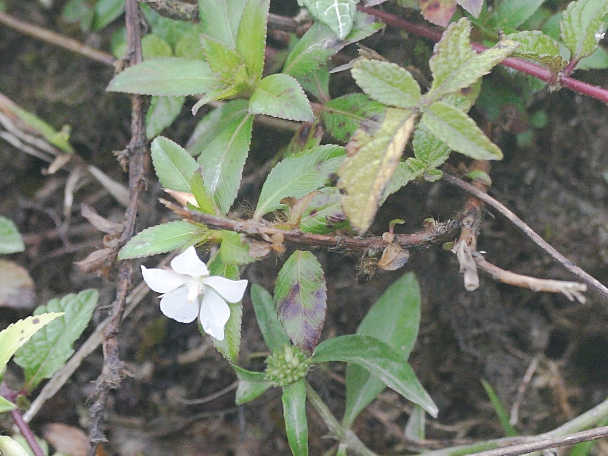 Afficher le média sauvagesia_erecta4md sauvagesia_erecta4md