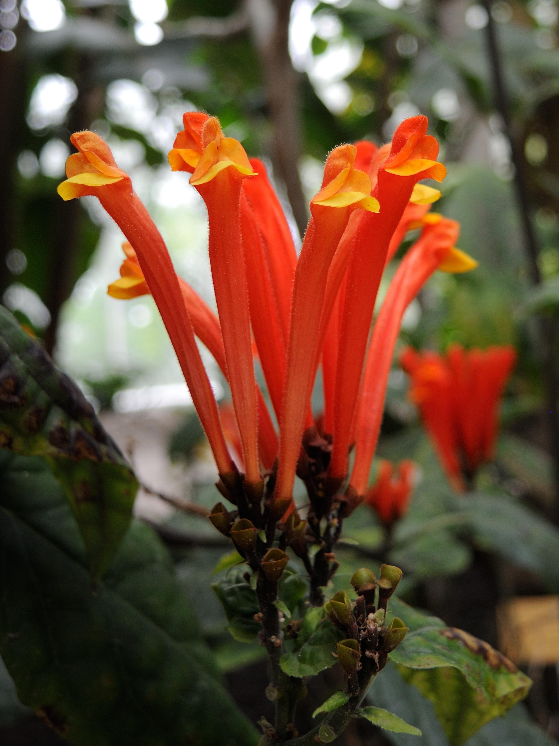 scutellaria_costaricana2md