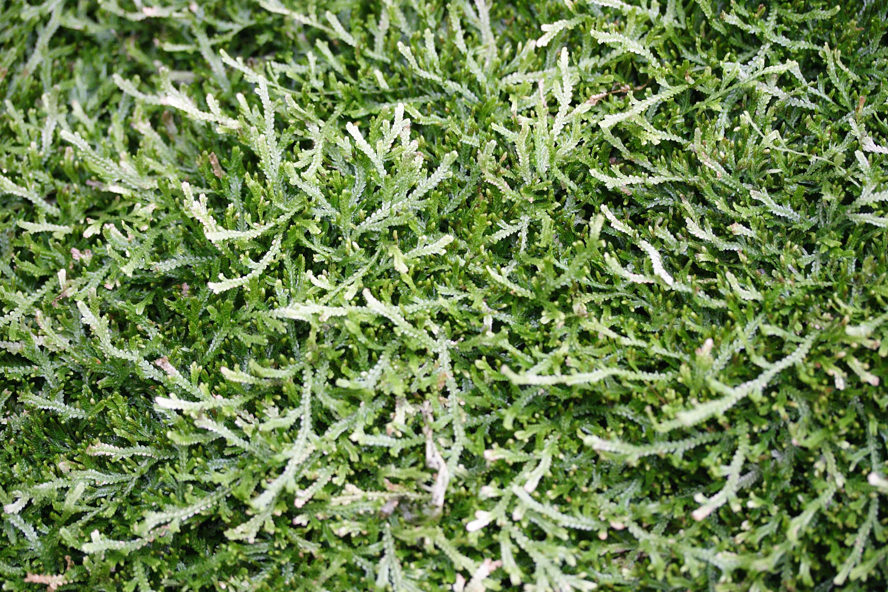 selaginella_patula1md