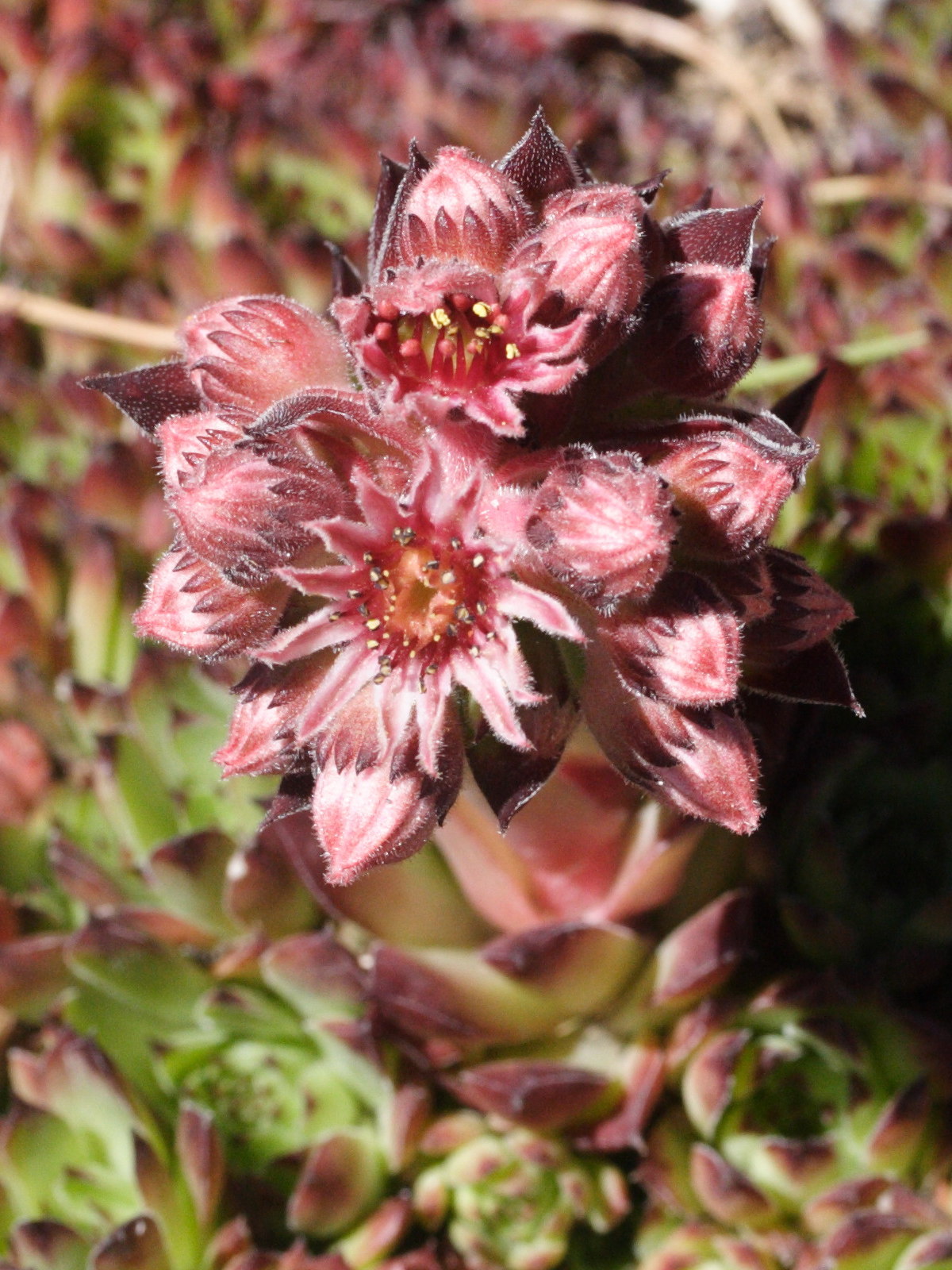 sempervivum_arvernense2md
