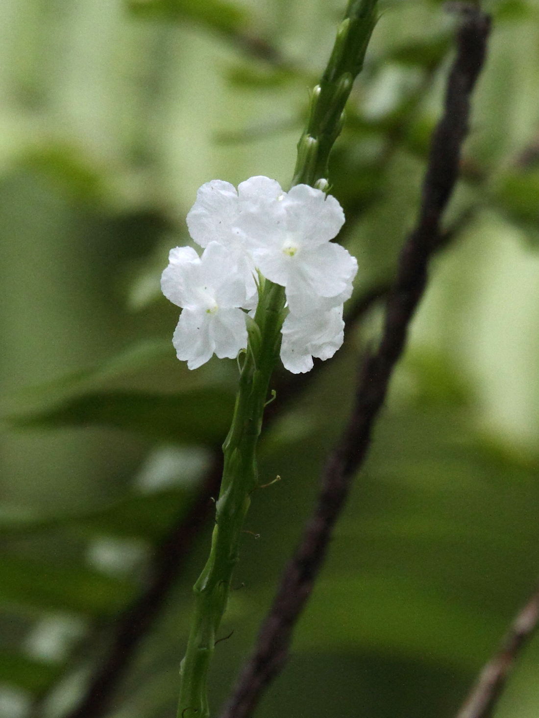 stachytarpheta_jamaicensis3bd