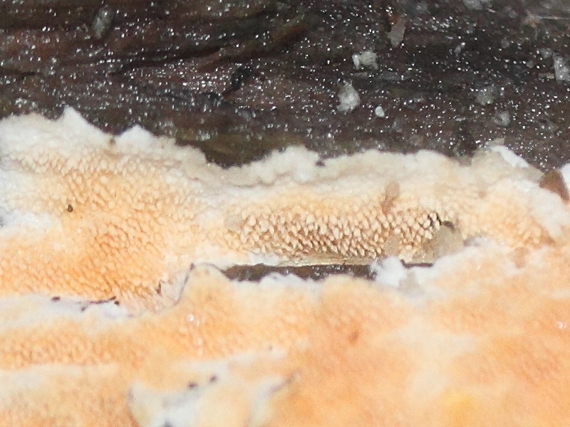 steccherinum_ochraceum2md