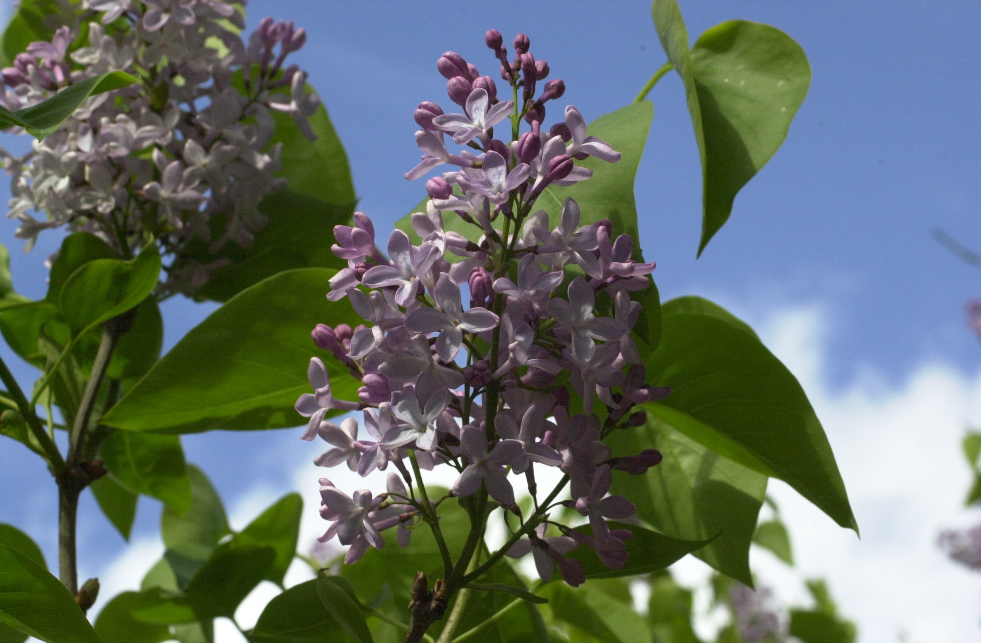 syringa_vulgaris2md