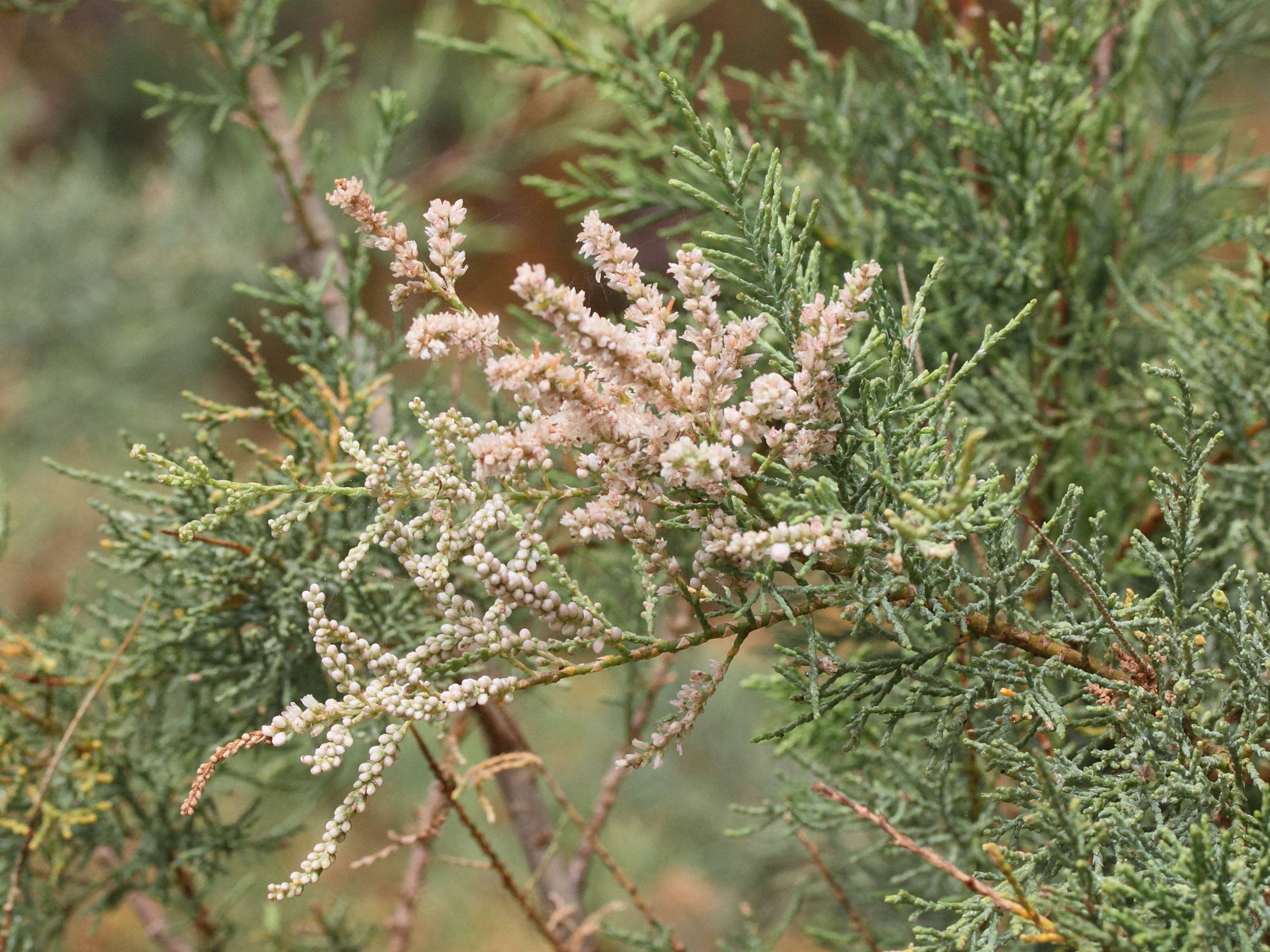 tamarix_canariensis1md