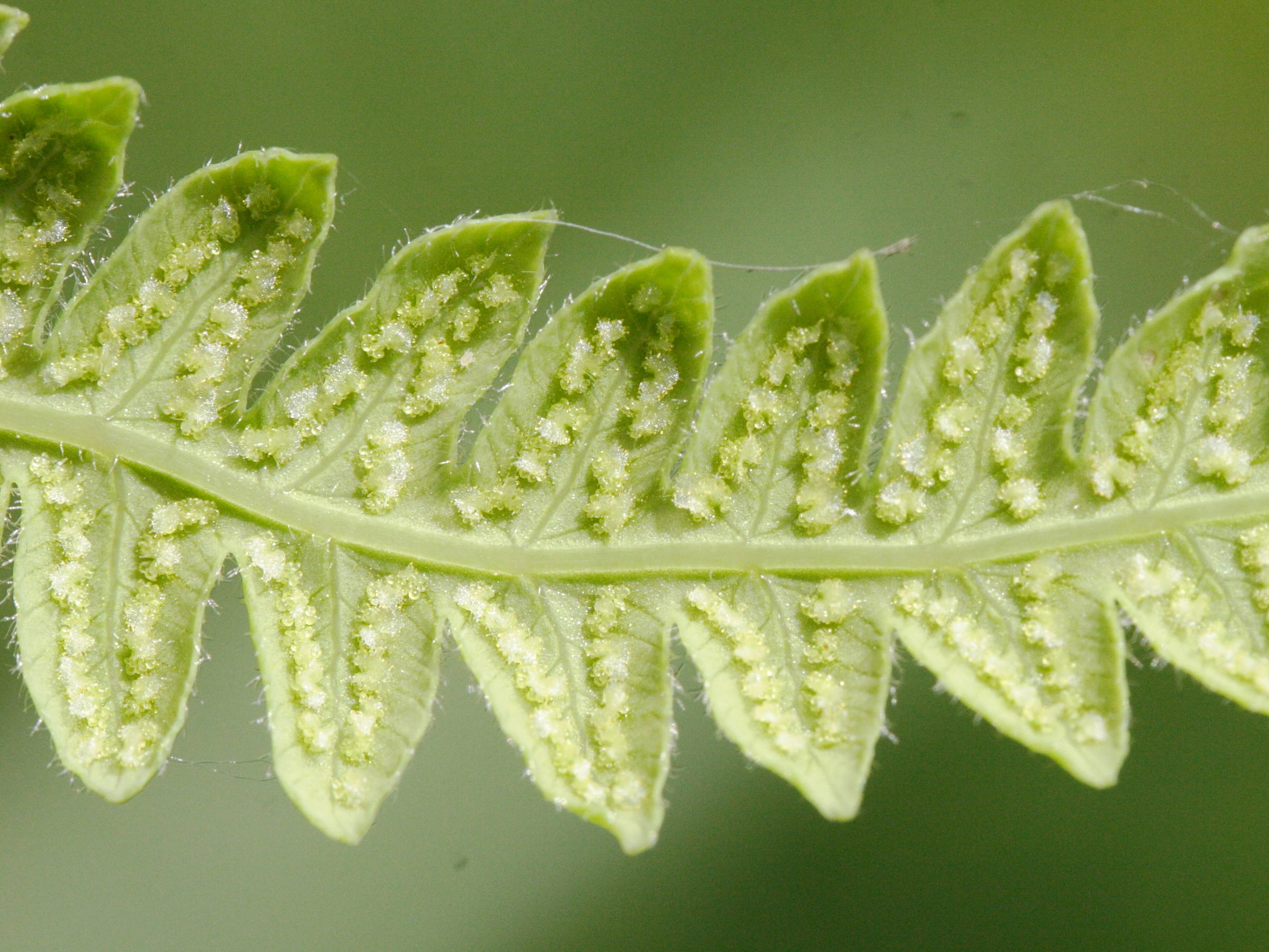 Afficher le média thelypteris_palustris5md thelypteris_palustris5md