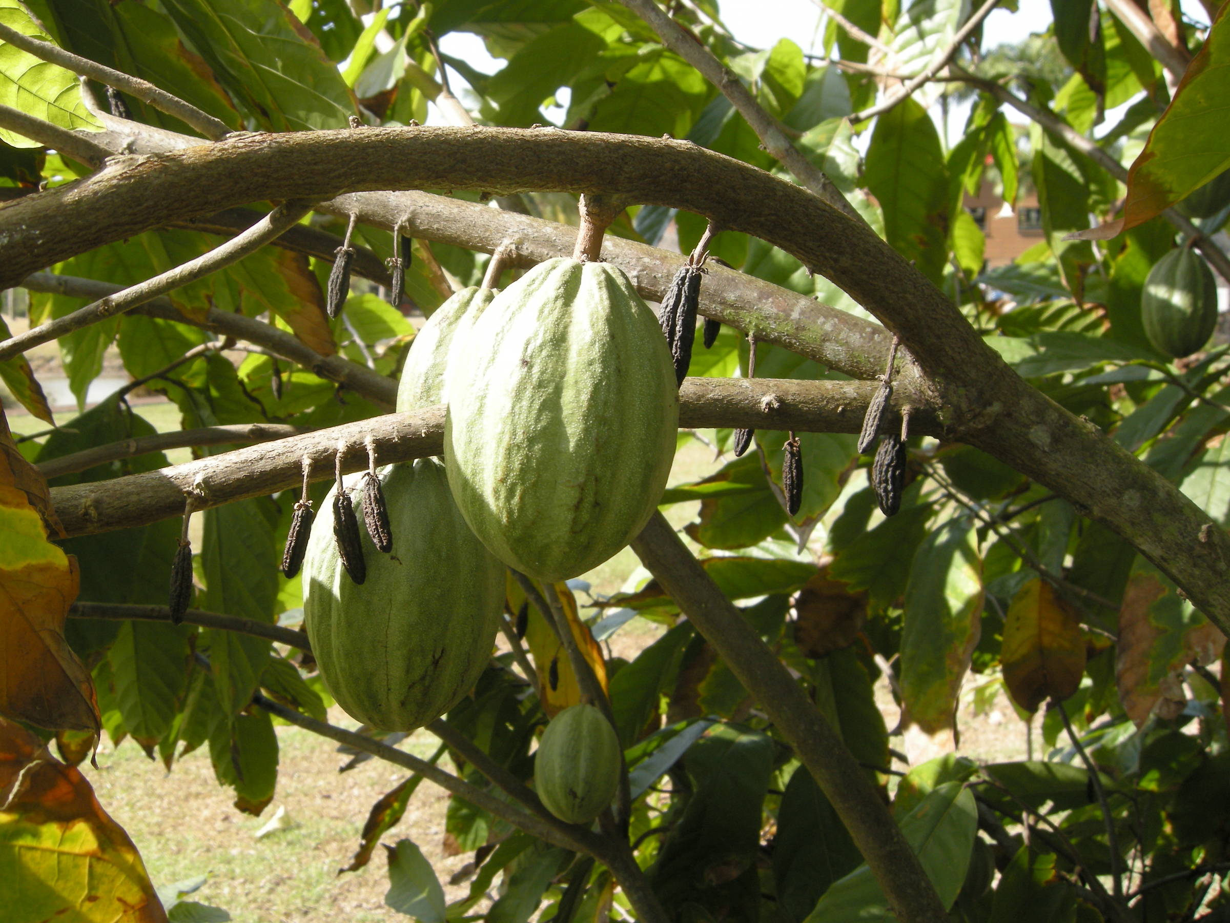 theobroma_cacao7md