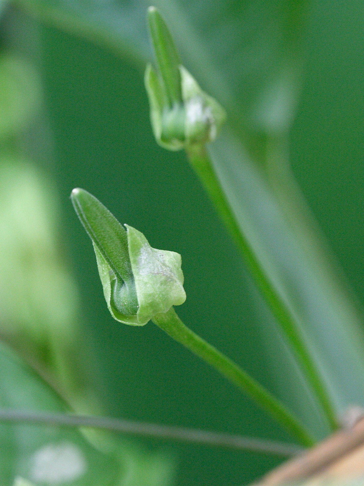 thunbergia_laevis4md