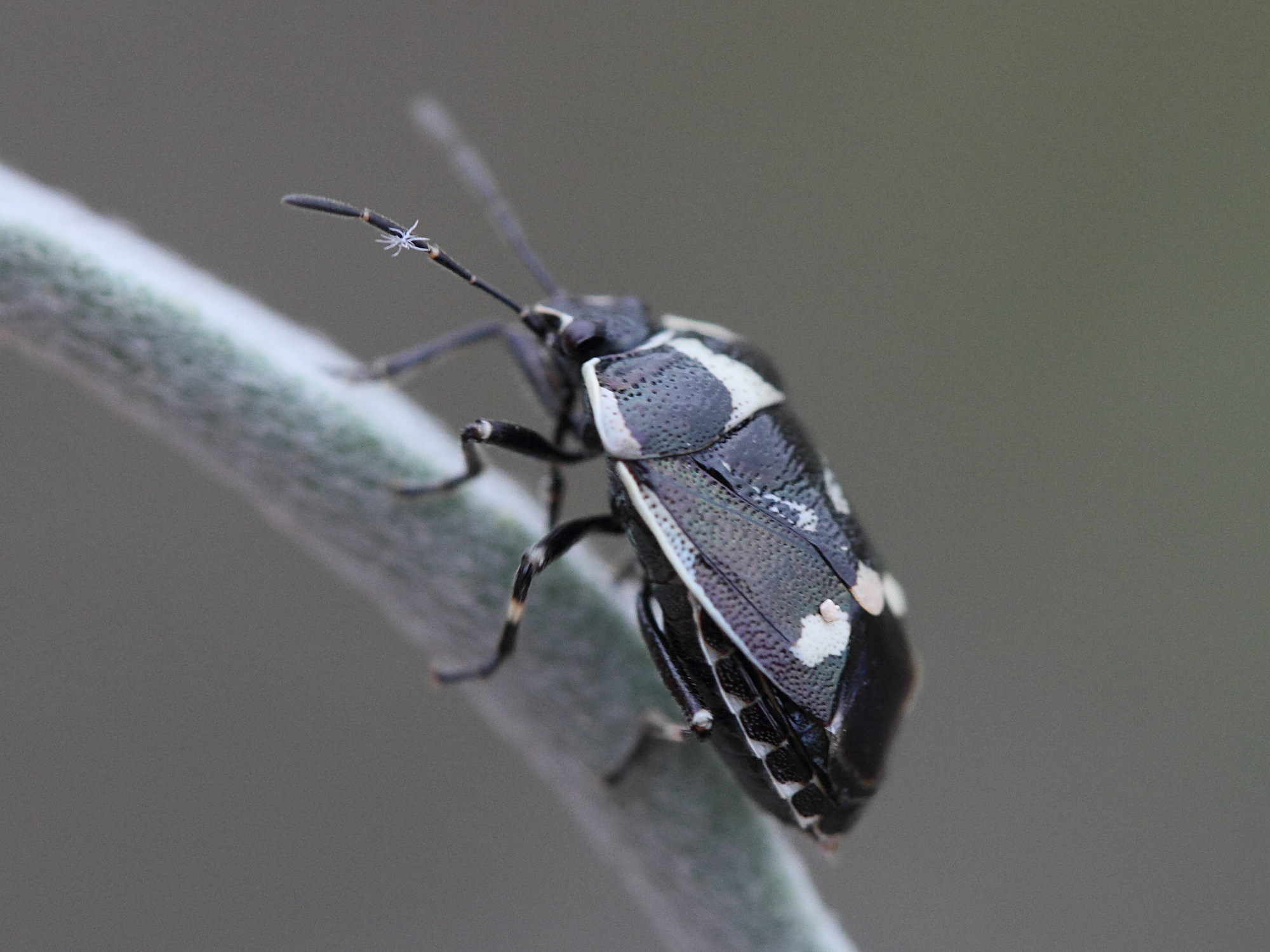 tritomegas_sexmaculatus24md