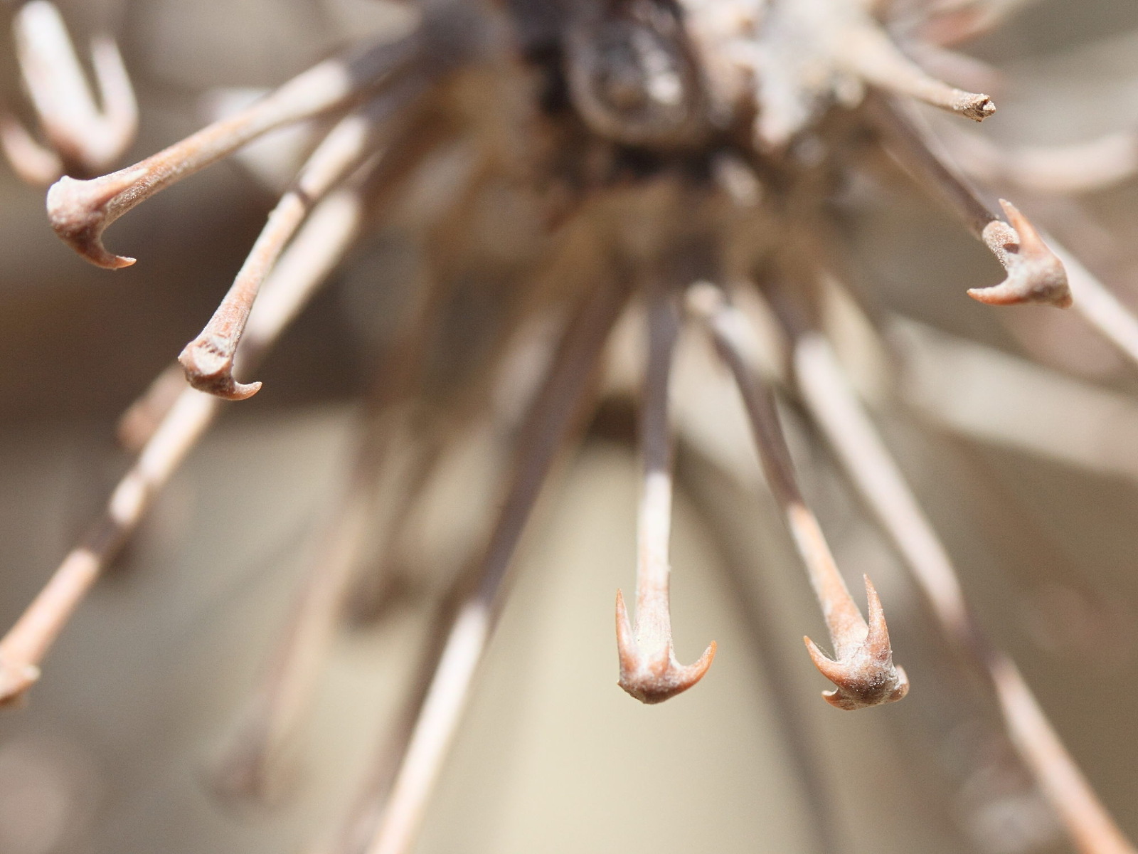 uncarina_stellulifera1md