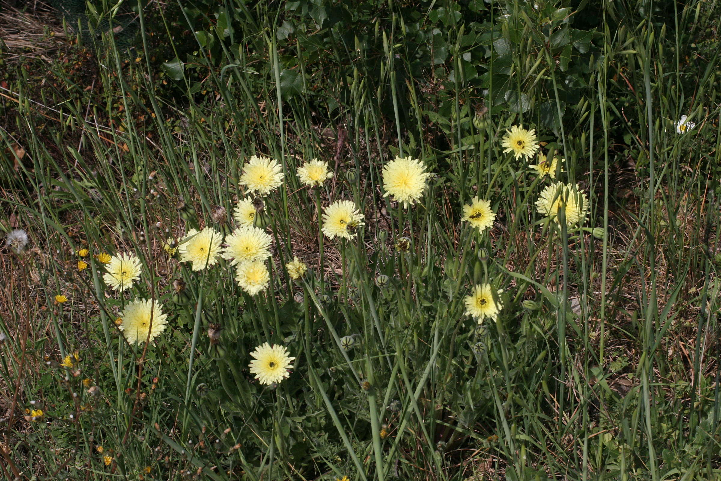 Afficher le média urospermum_dalechampii1md urospermum_dalechampii1md