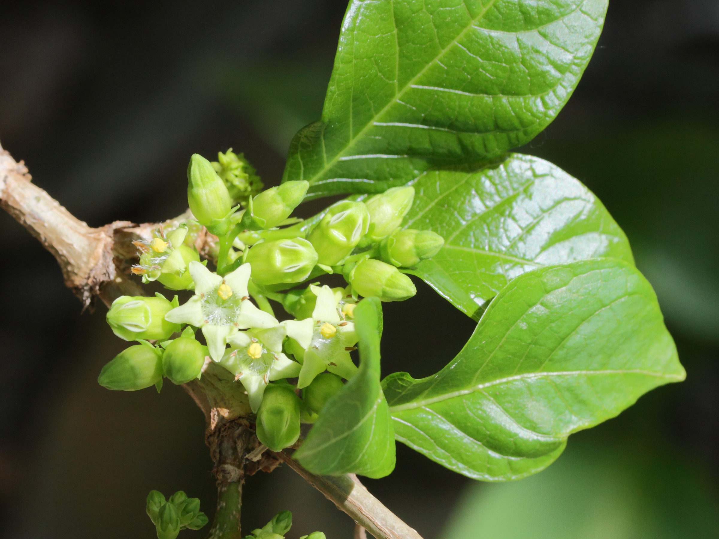 vangueria_madagascariensis5md