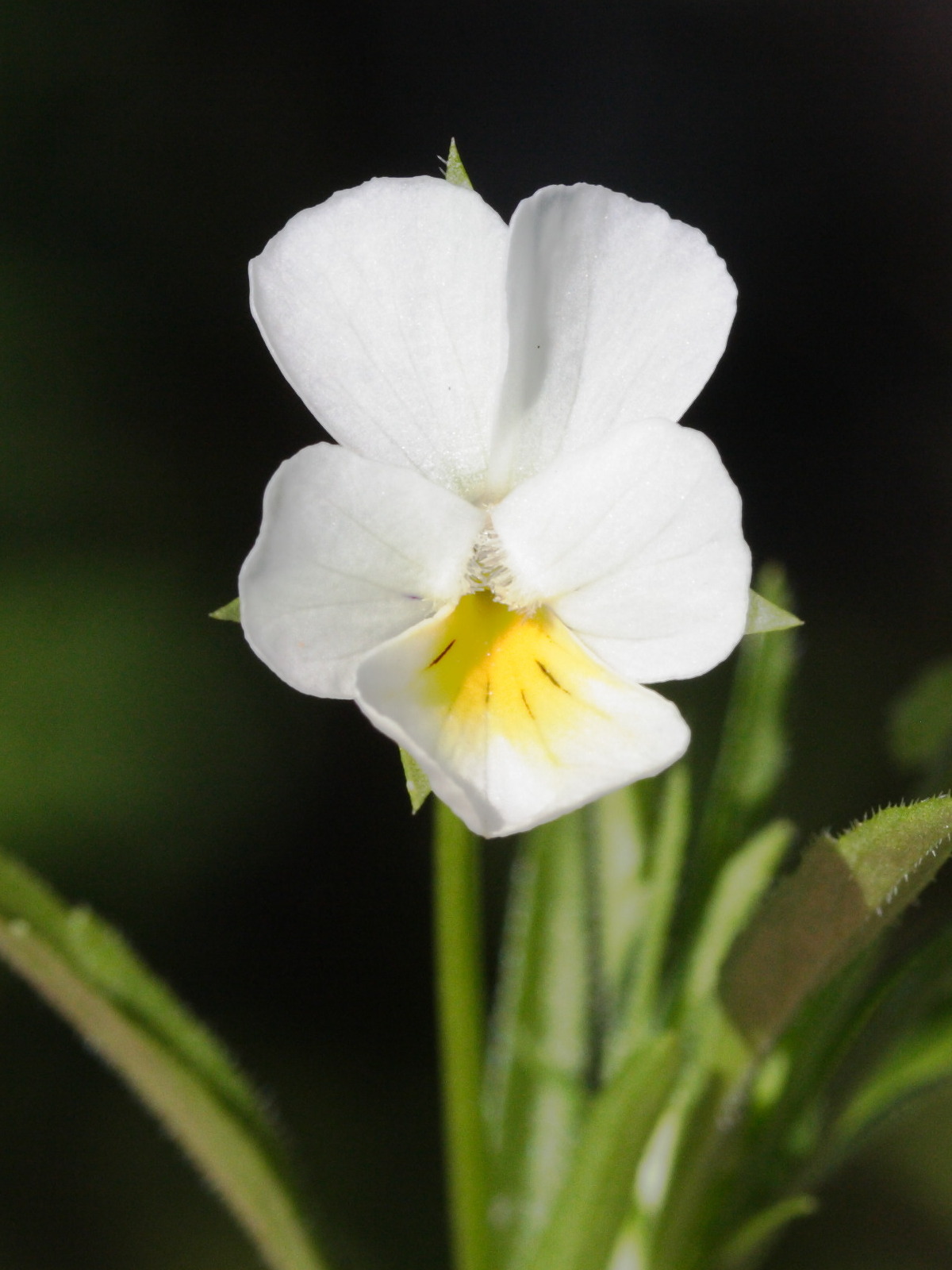 viola_arvensis3md