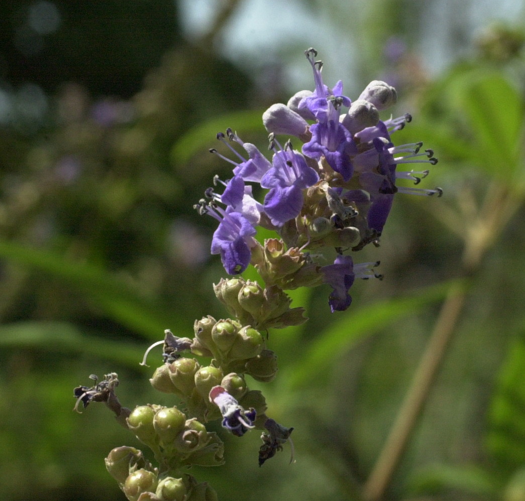 vitex_agnus-castus3md