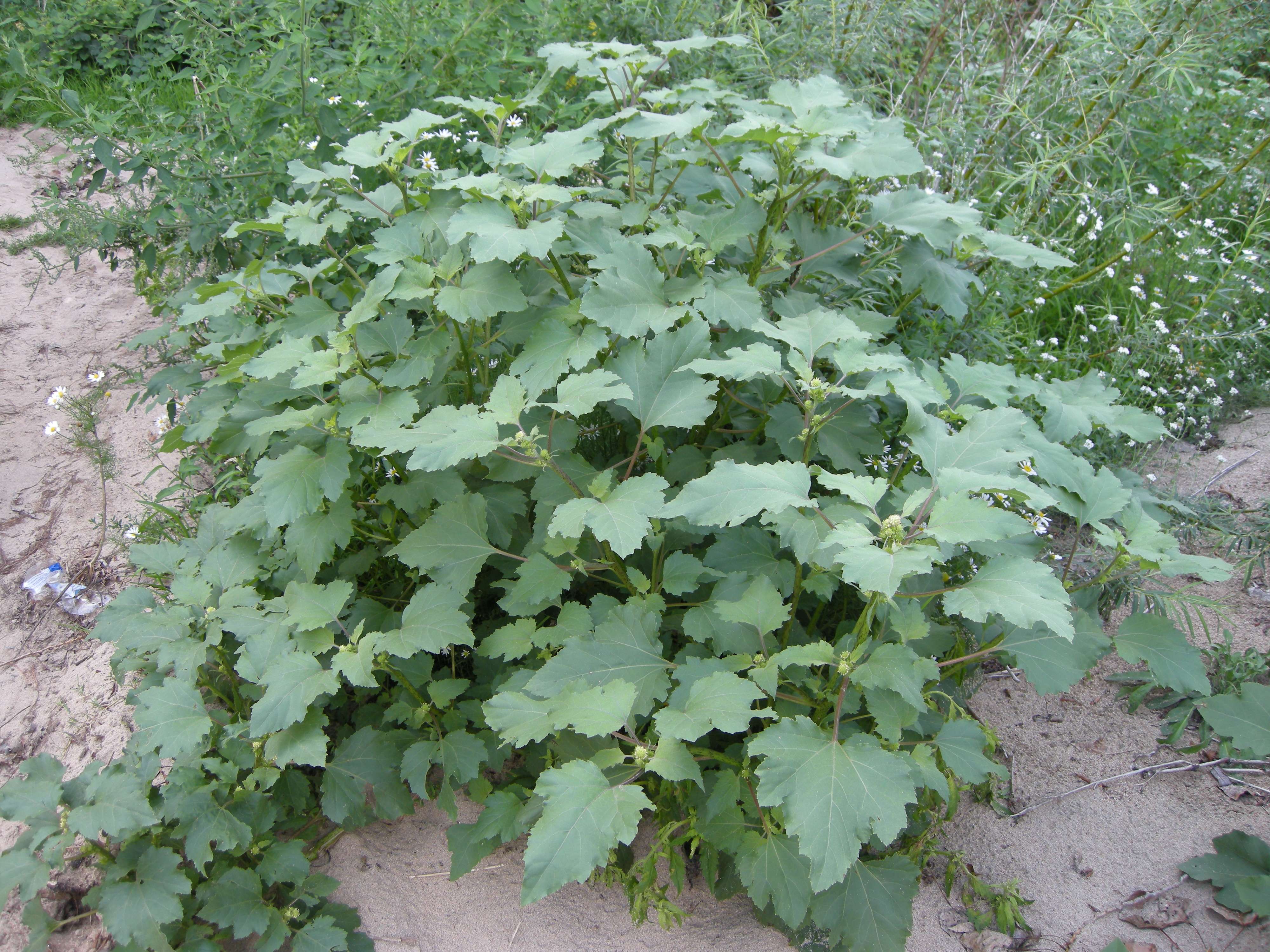 Afficher le média xanthium_albinum1md xanthium_albinum1md