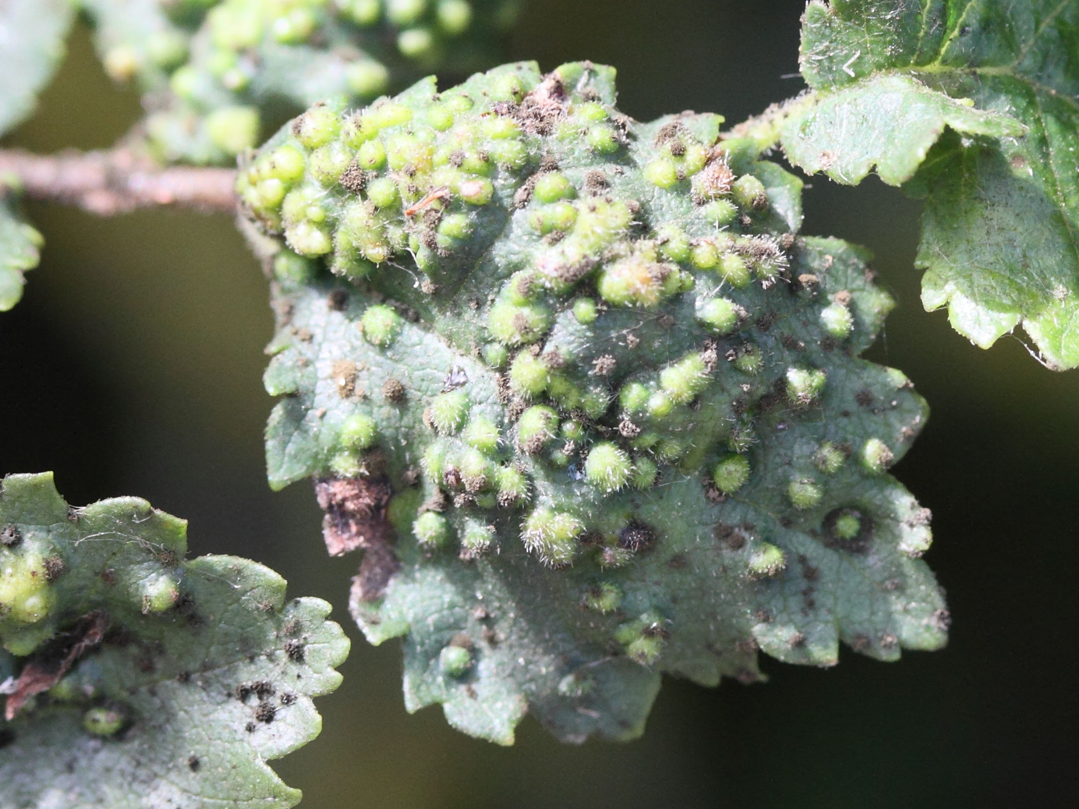 aceria_campestricola_galle1md