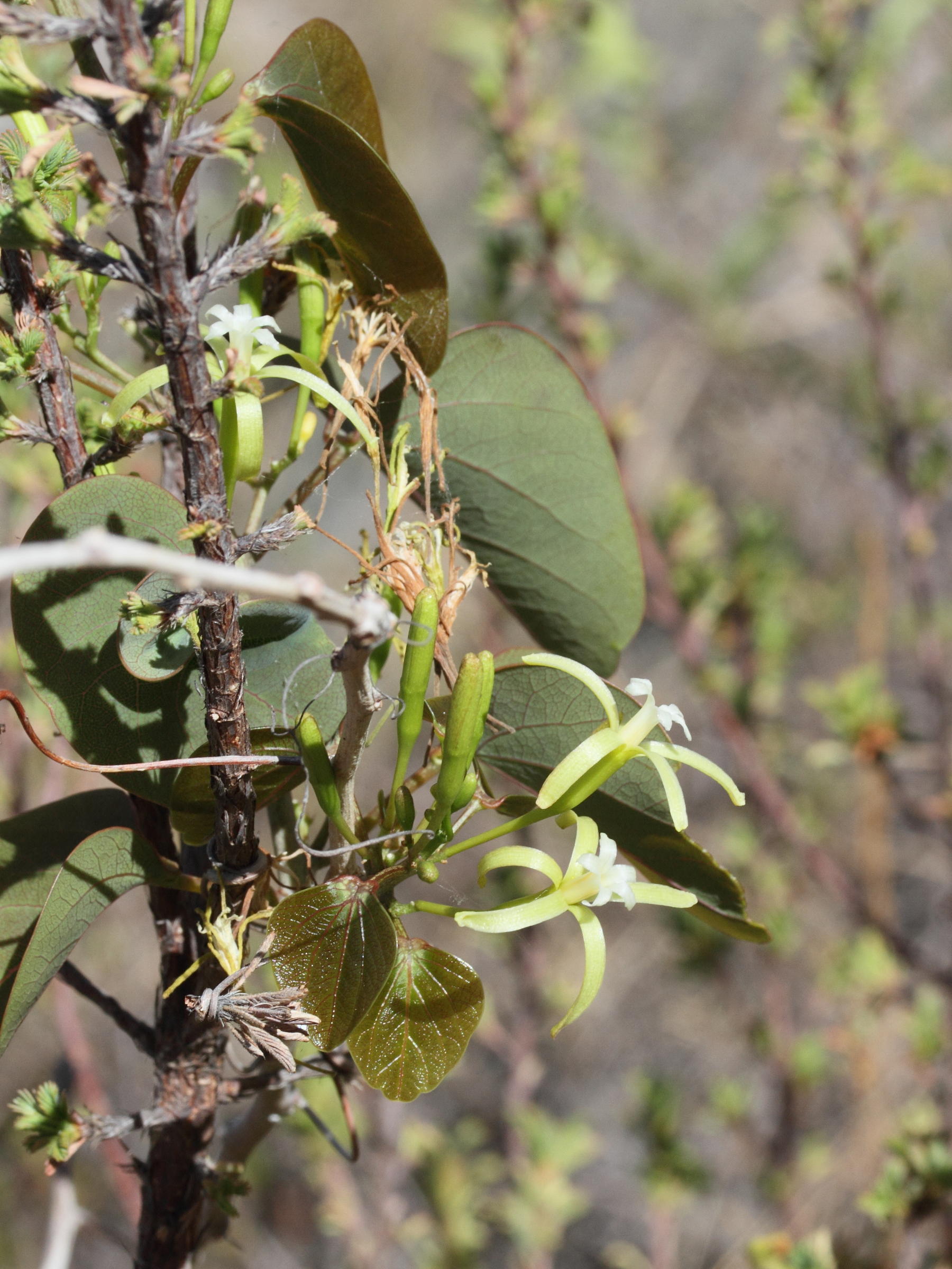 adenia_olaboensis4md