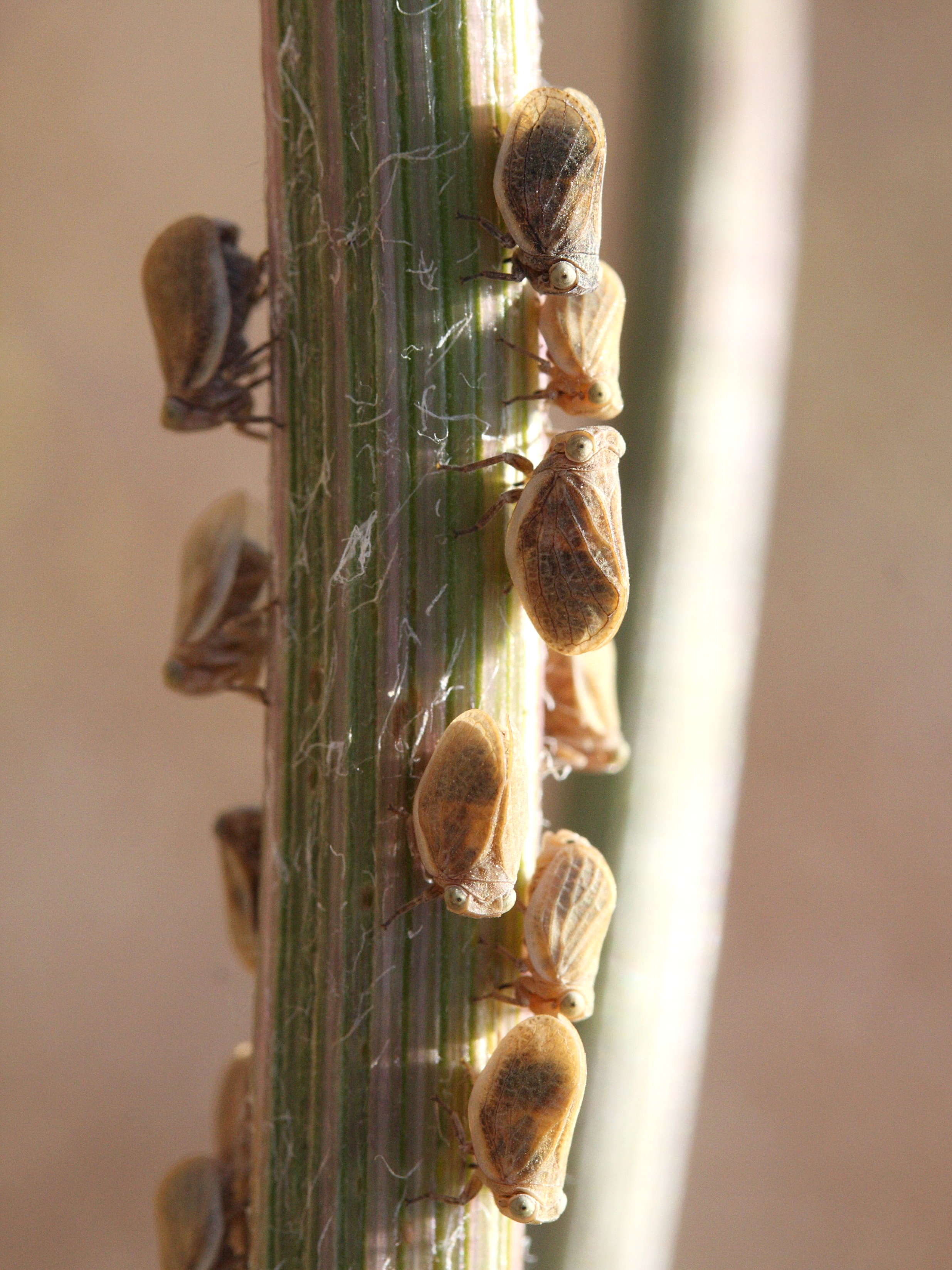 agalmatium_flavescens1md