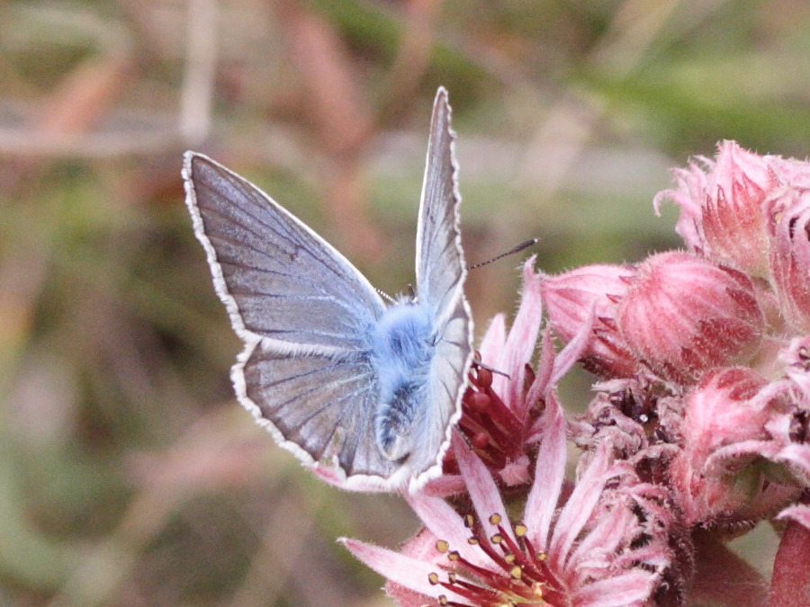 agrodiaetus_damon4md