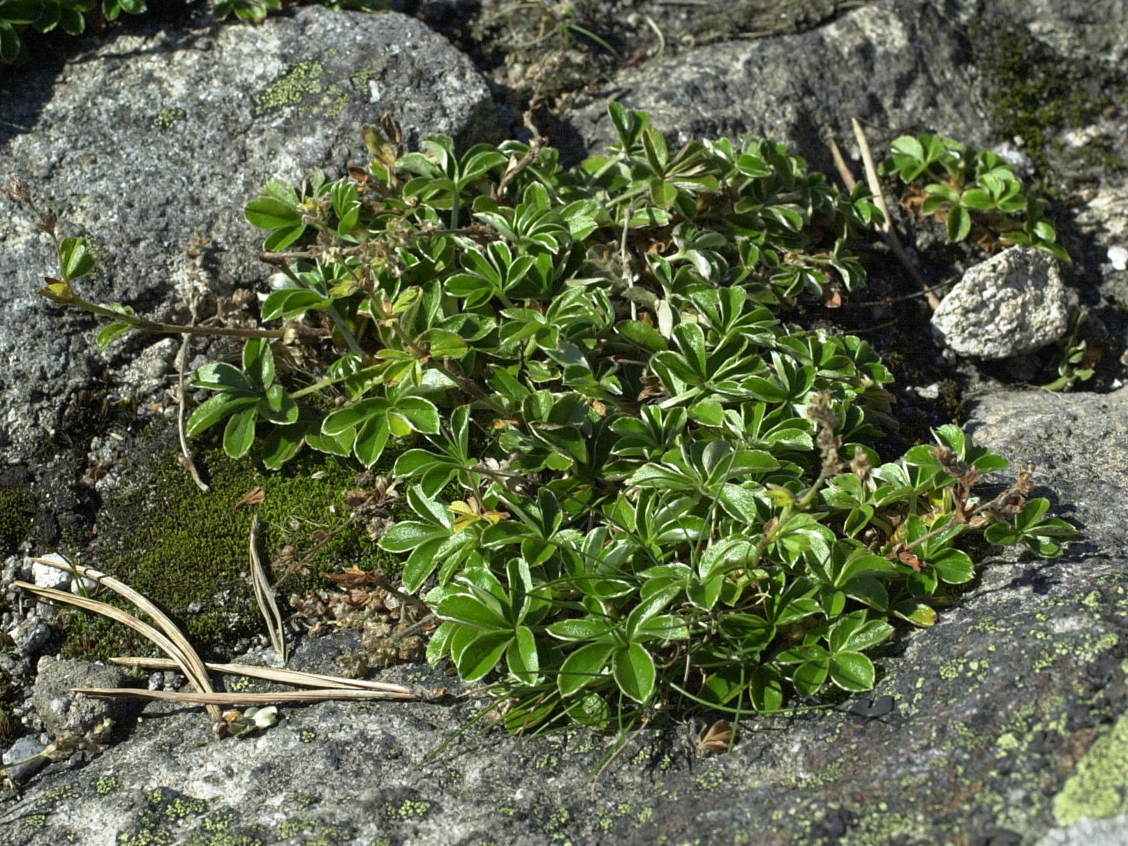 alchemilla_alpina1md