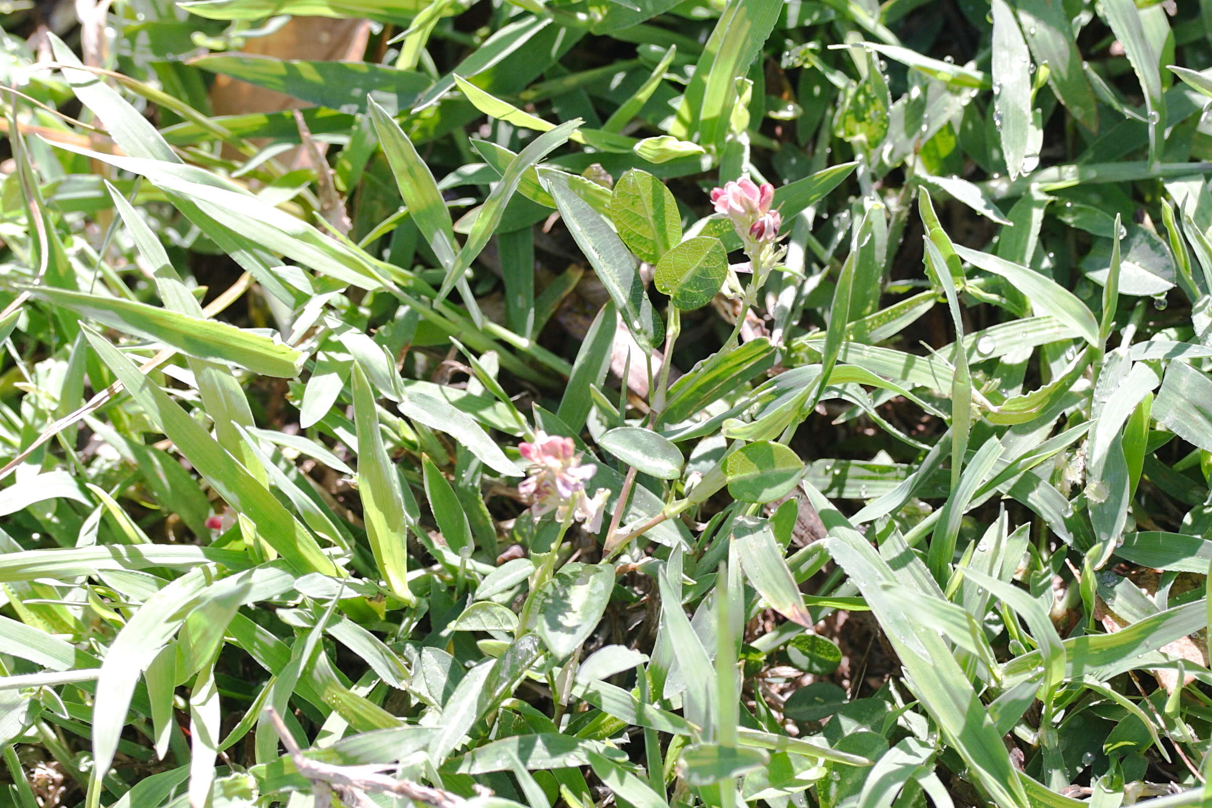 alysicarpus_vaginalis2md