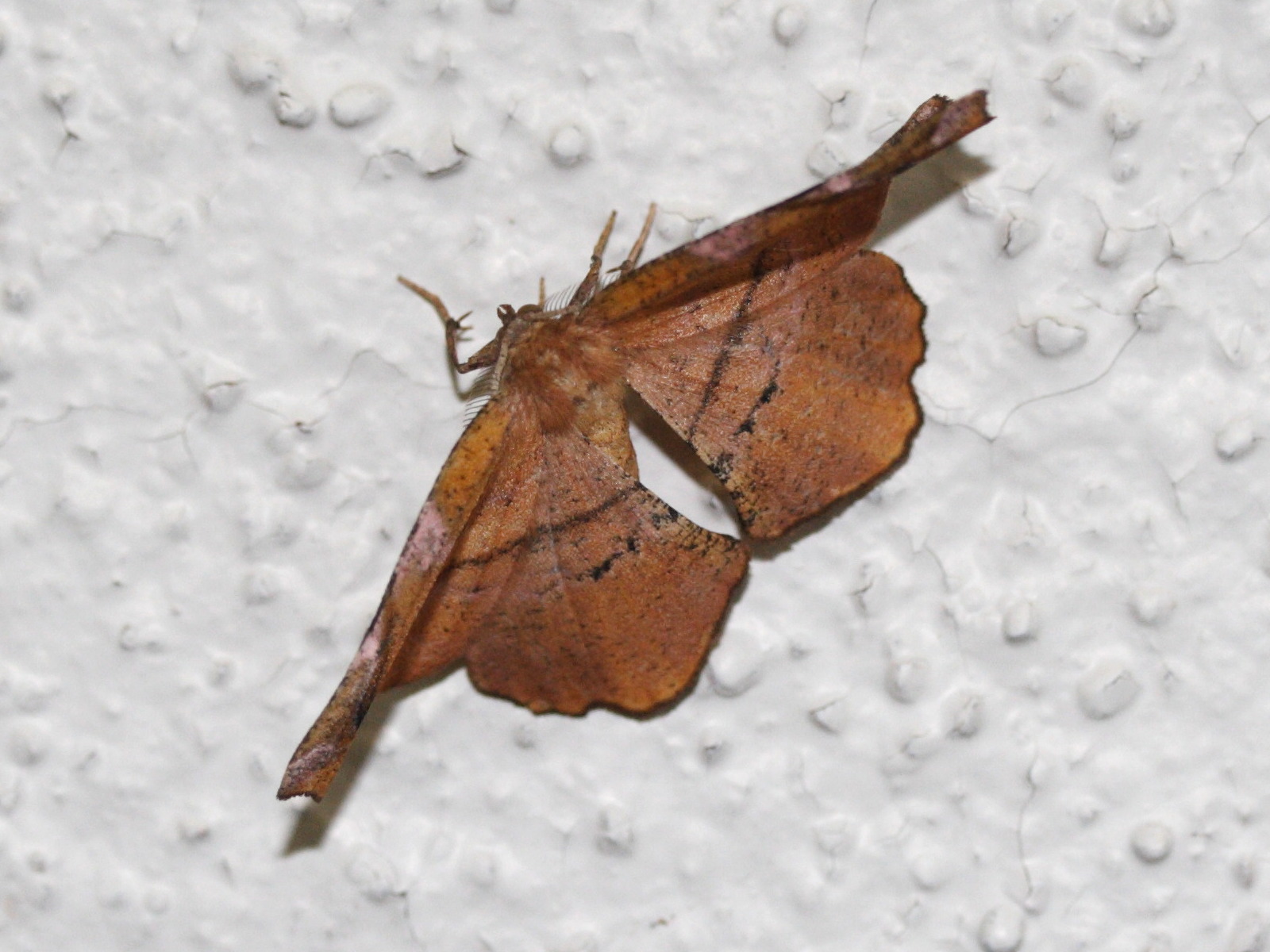 apeira_syringaria2md