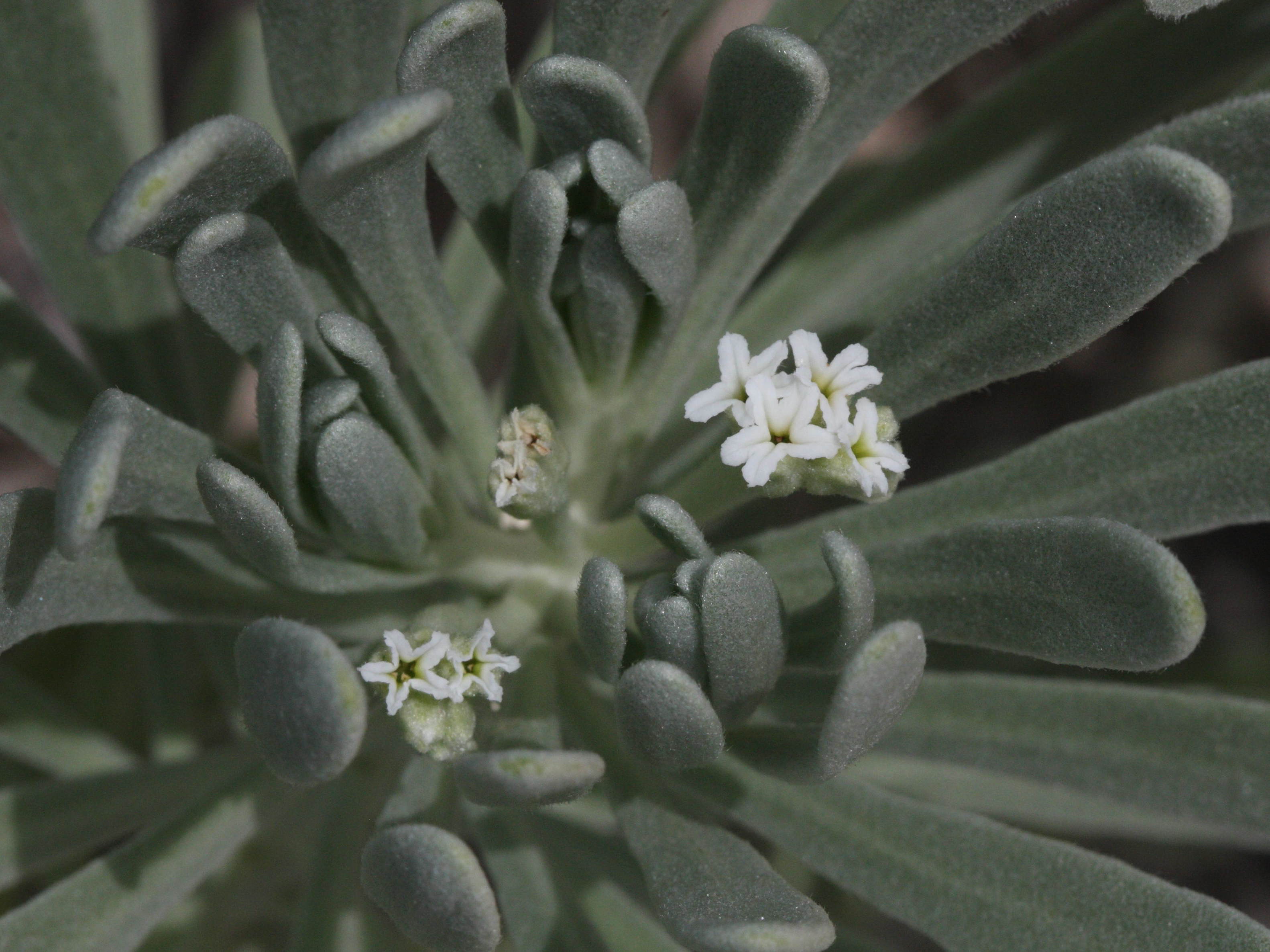 argusia_gnaphalodes3md