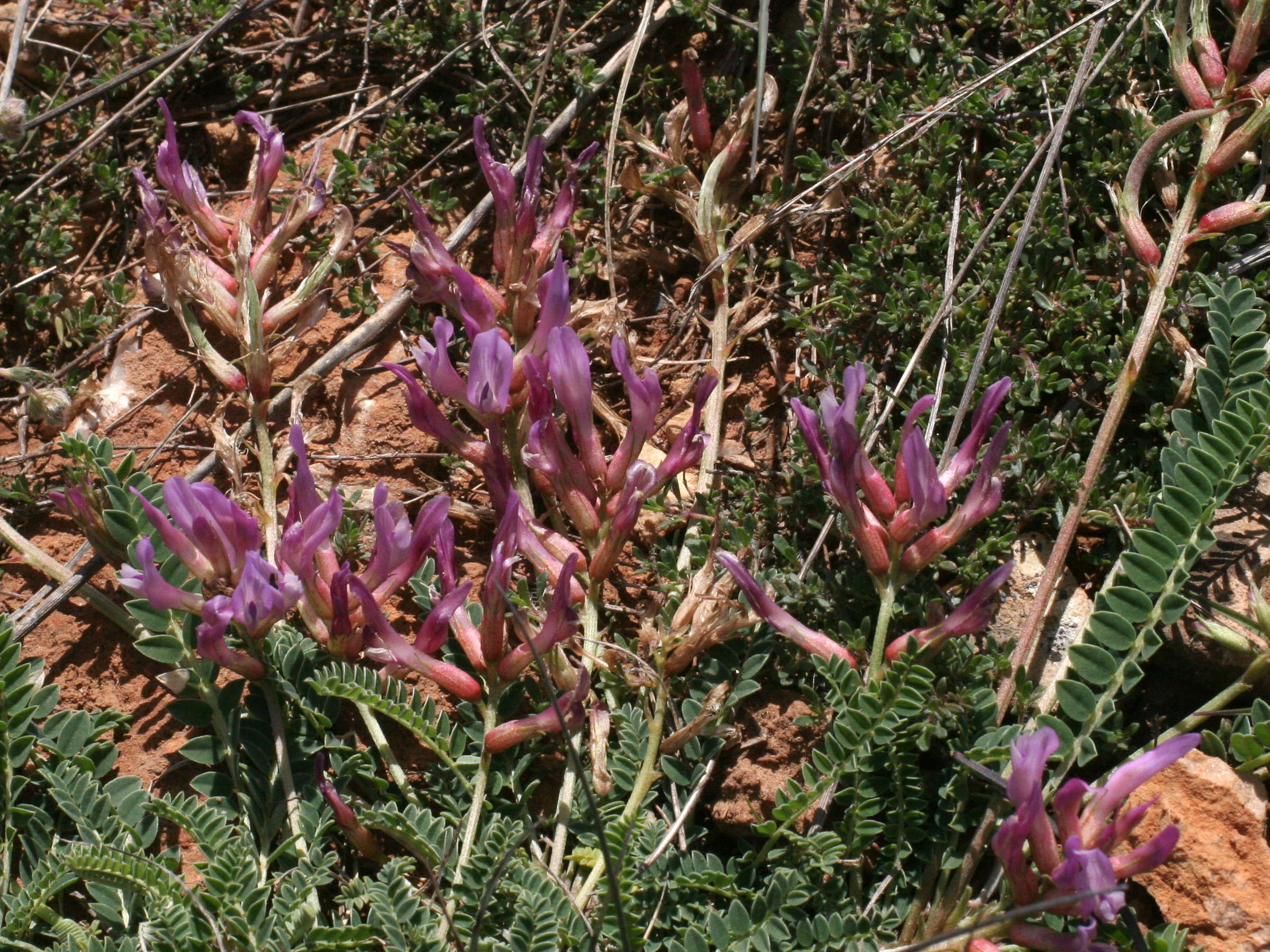 Afficher le média astragalus_monspessulanus2md astragalus_monspessulanus2md