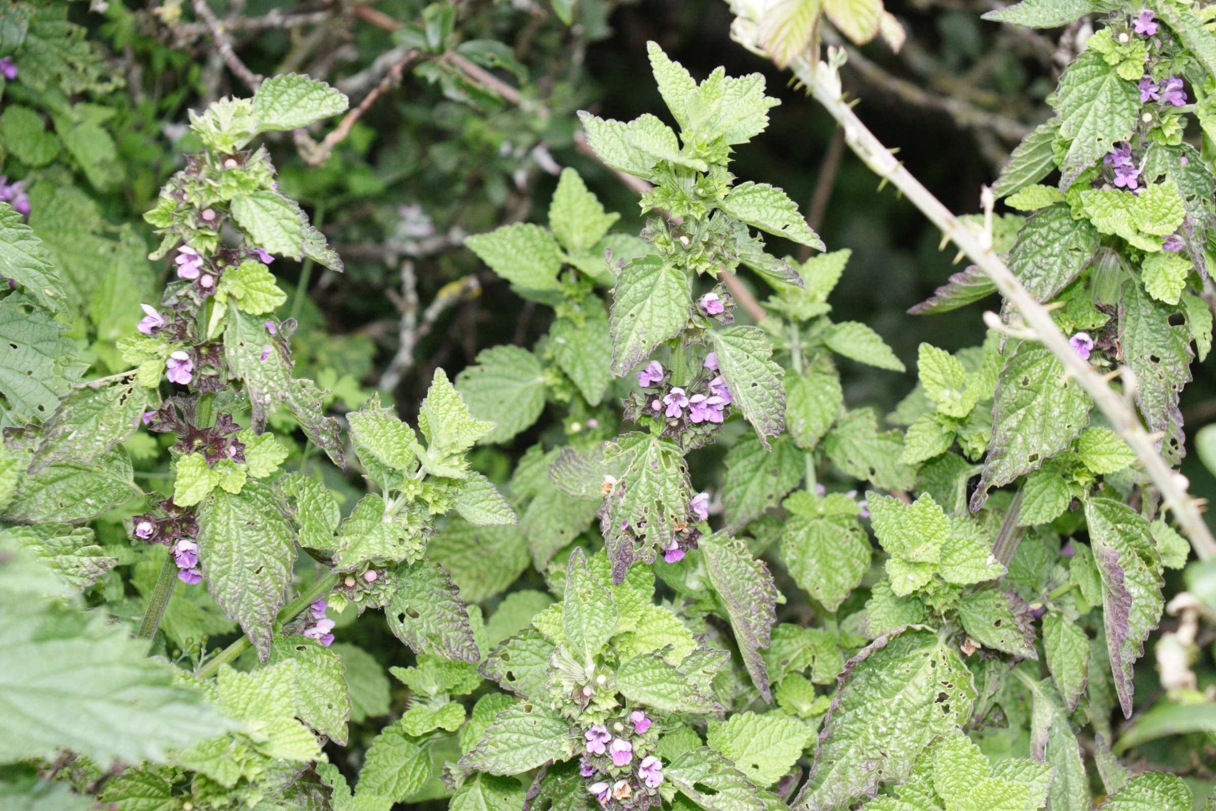 ballota_nigra_meridionalis1md