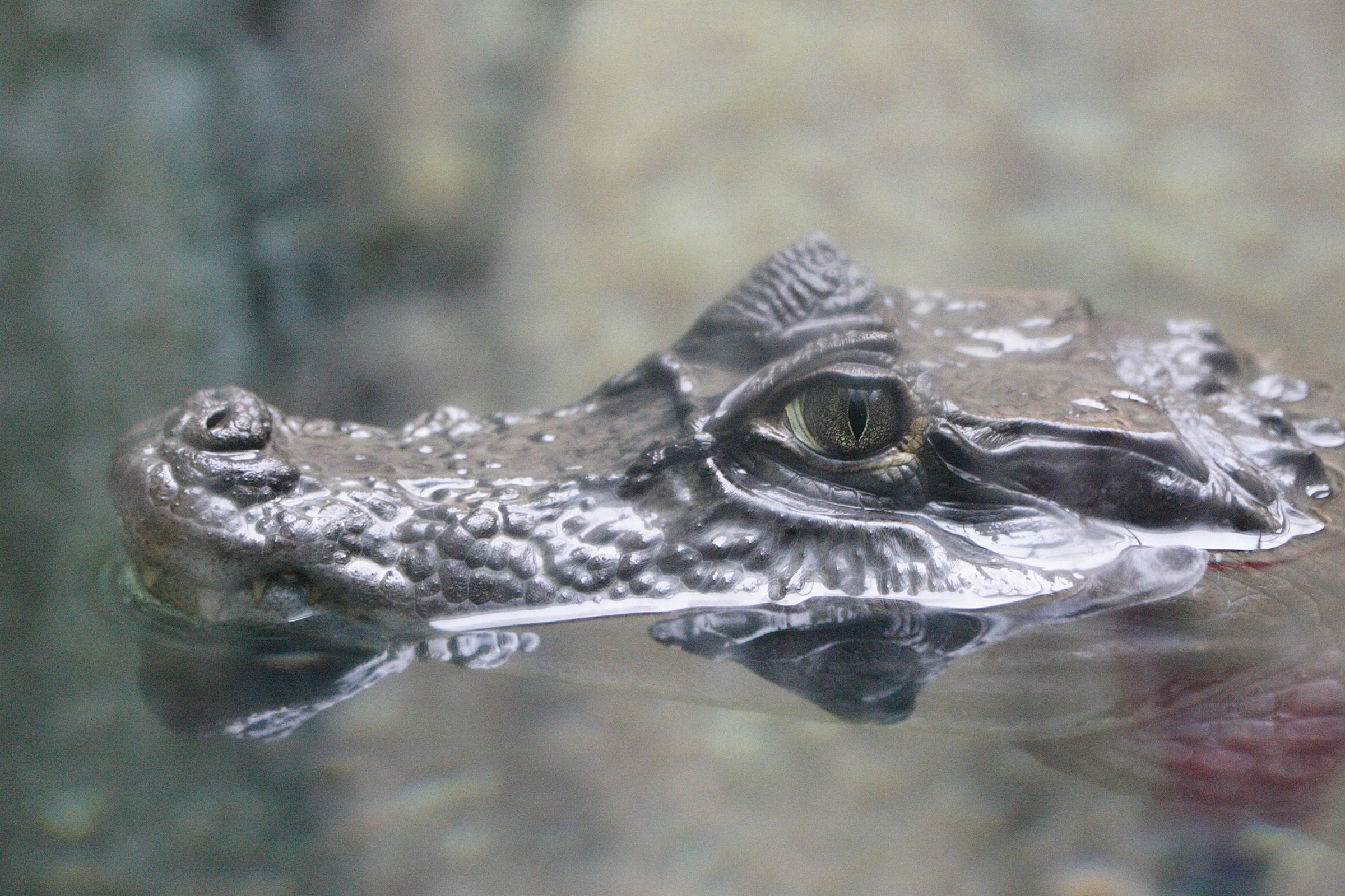 Afficher le média caiman_crocodilus5md caiman_crocodilus5md