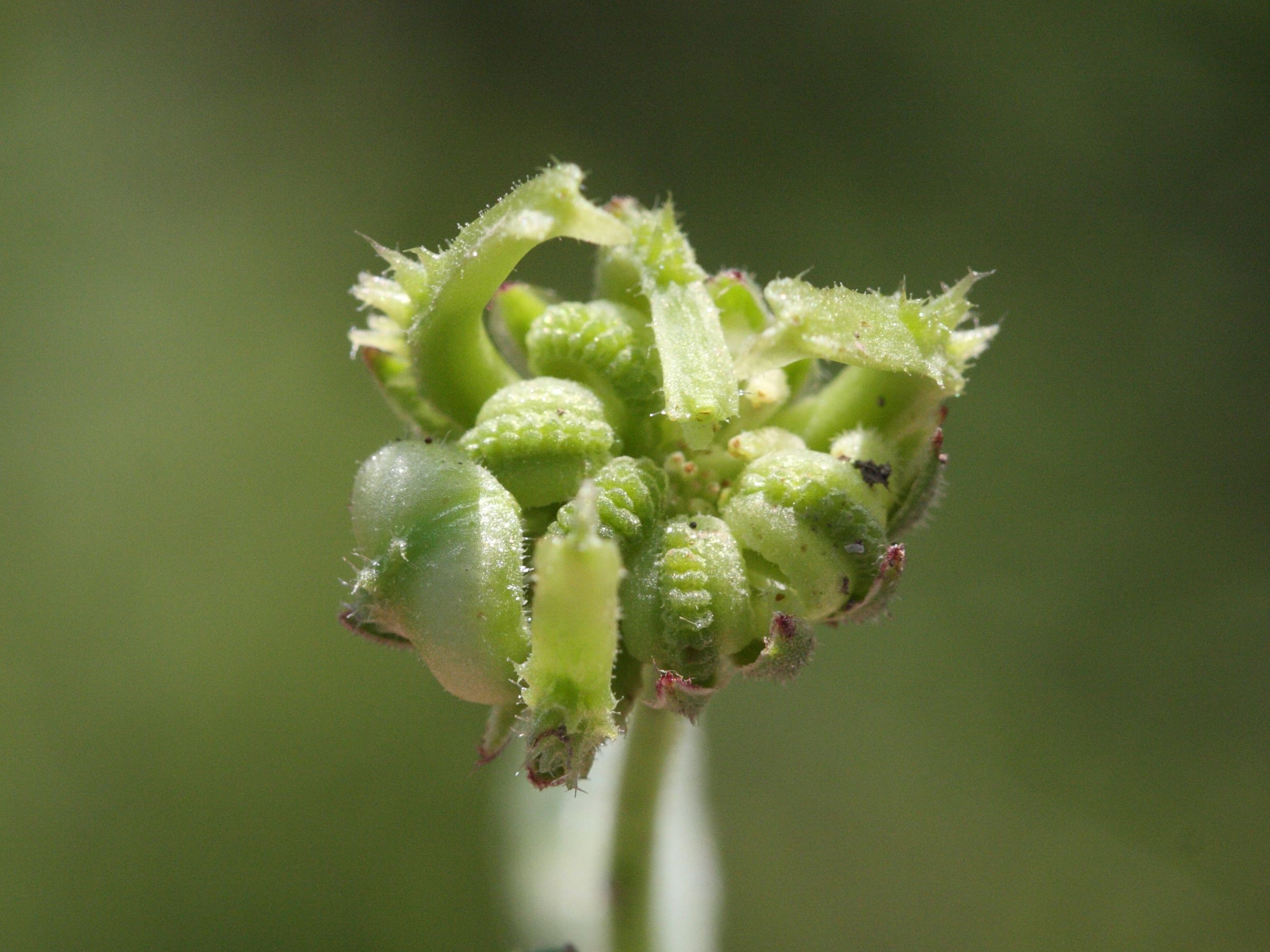 calendula_arvensis4bmd