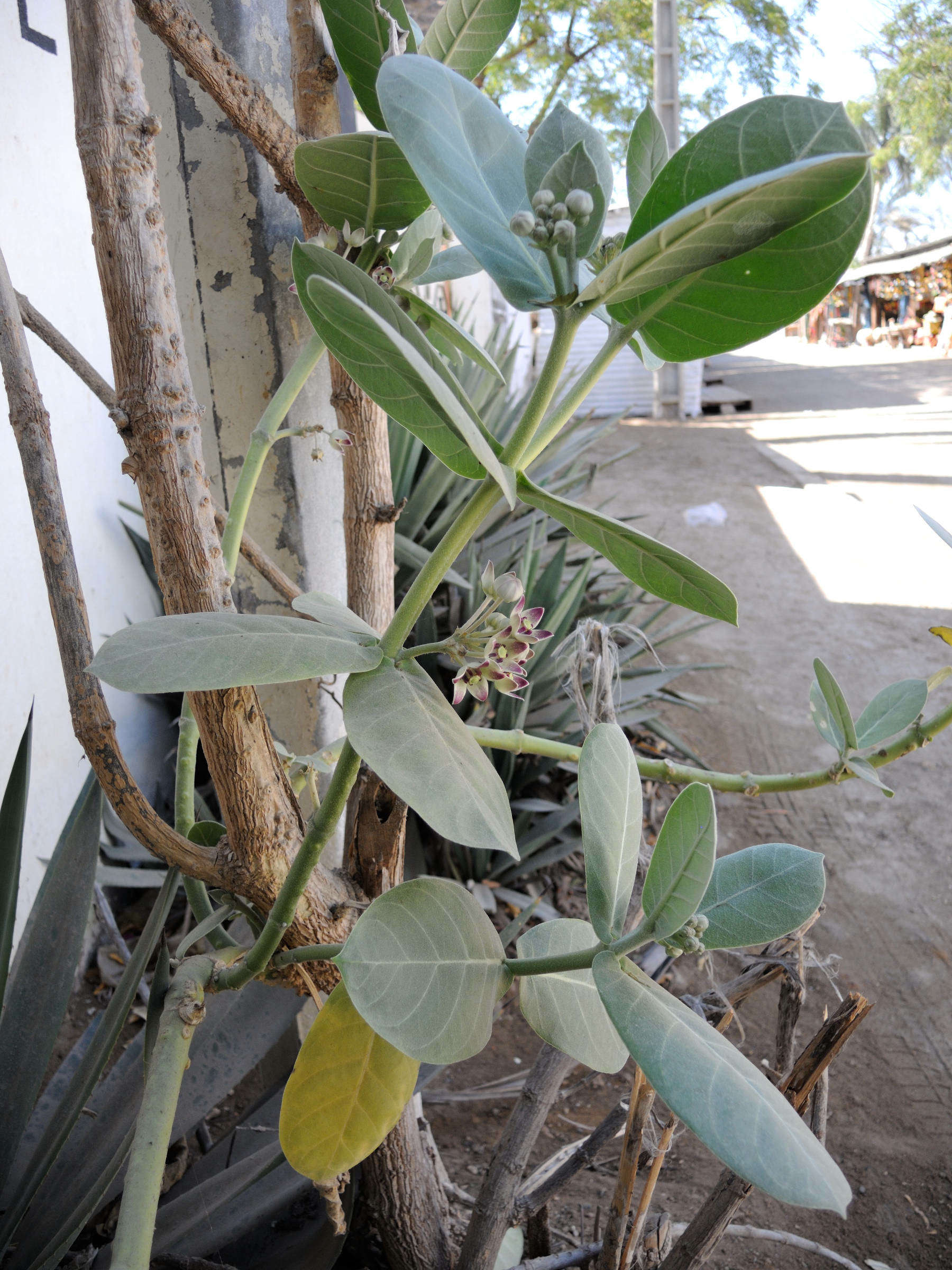 calotropis_procera1md