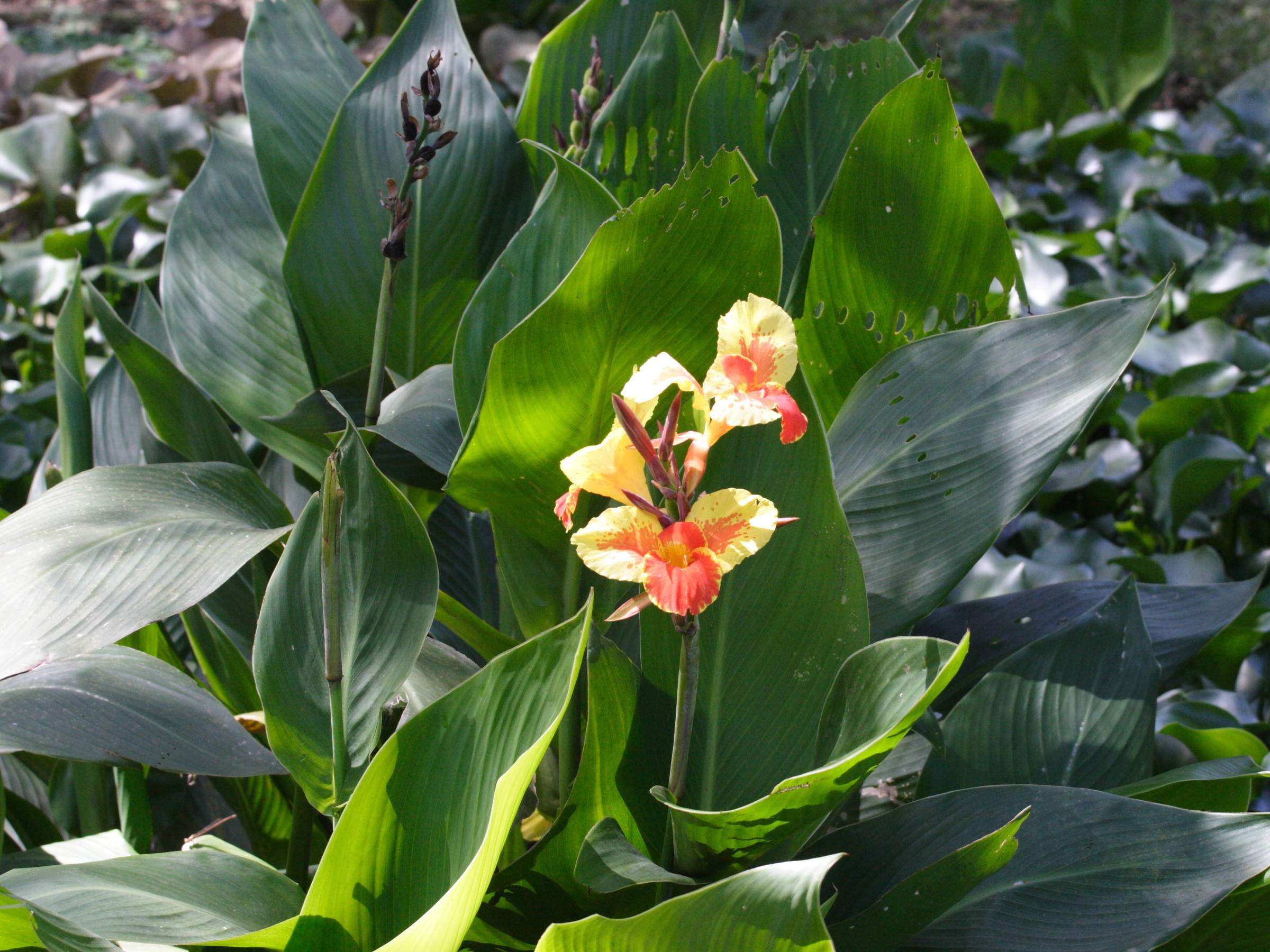 canna_sp7md