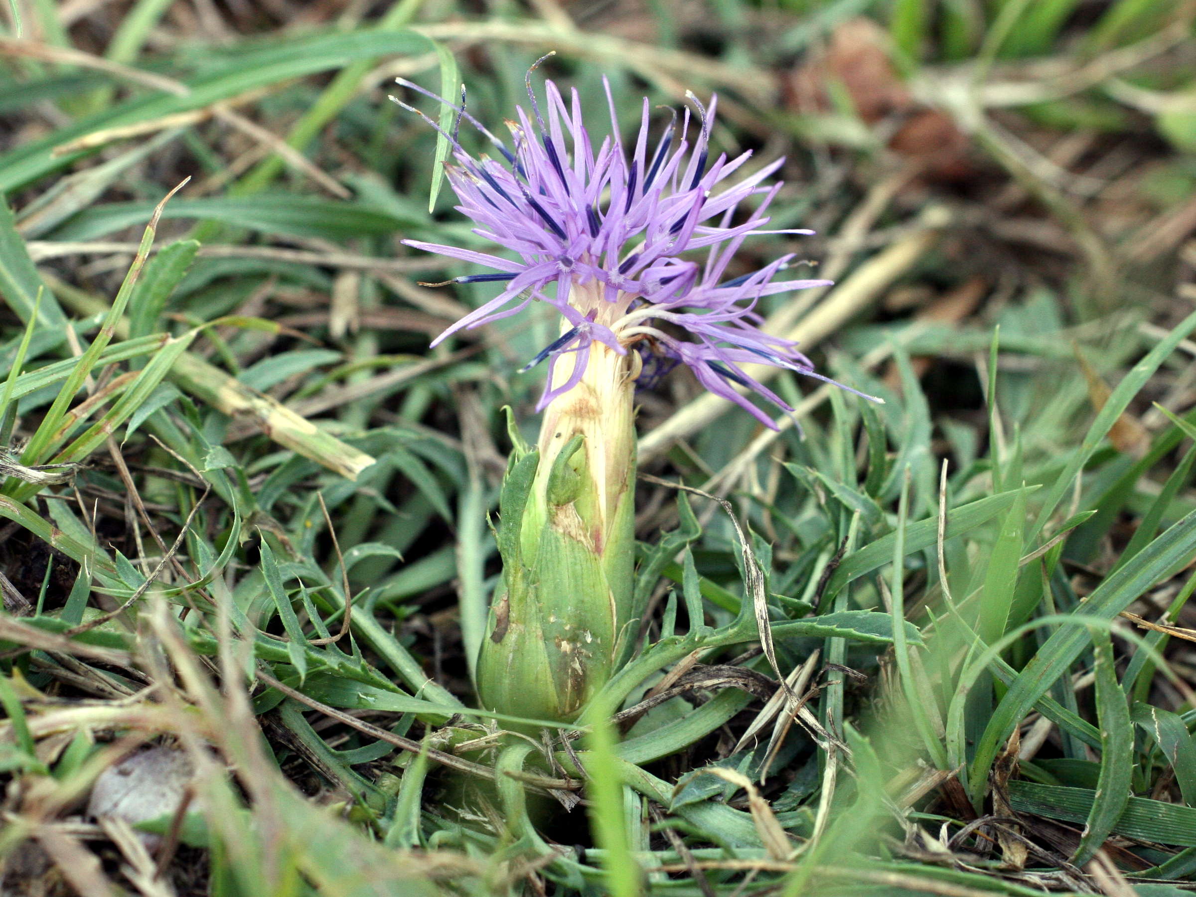 Afficher le média carduncellus_mitissimus1md carduncellus_mitissimus1md