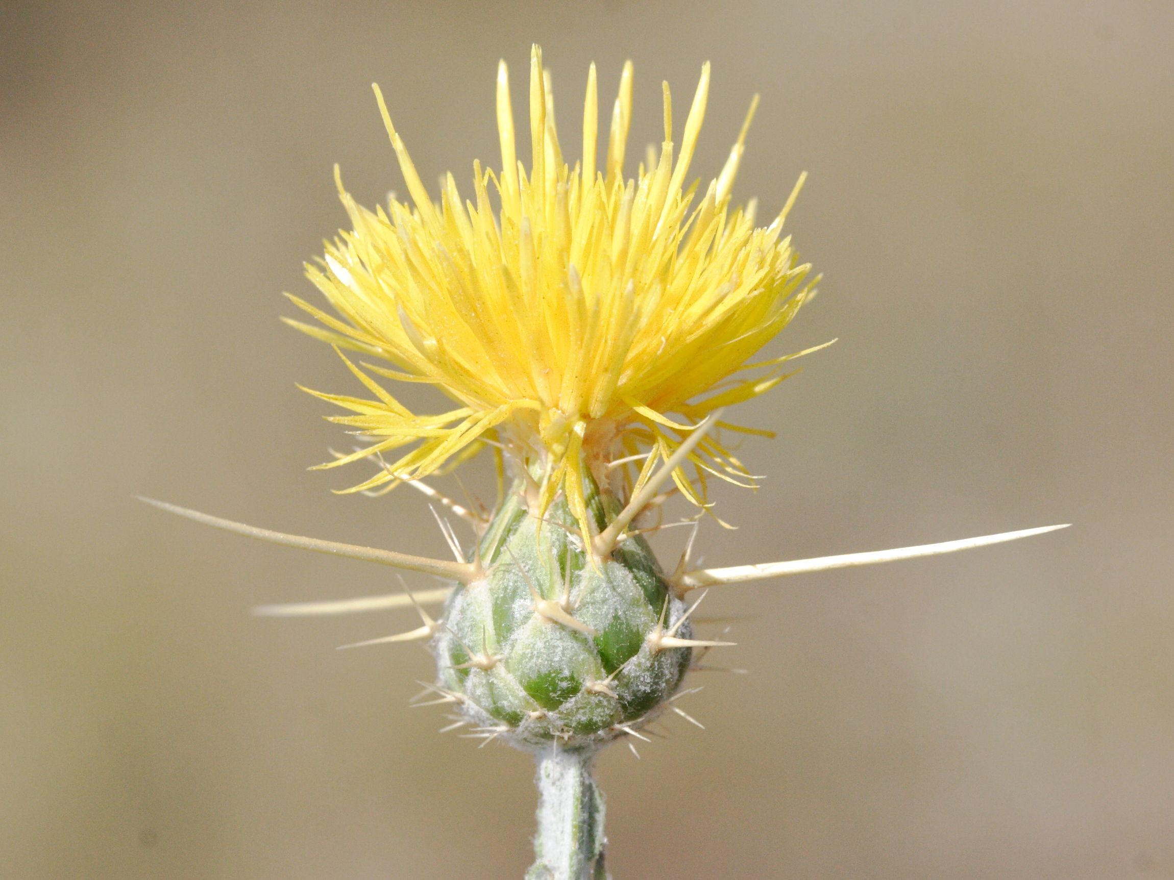 centaurea_solstitialis3amd