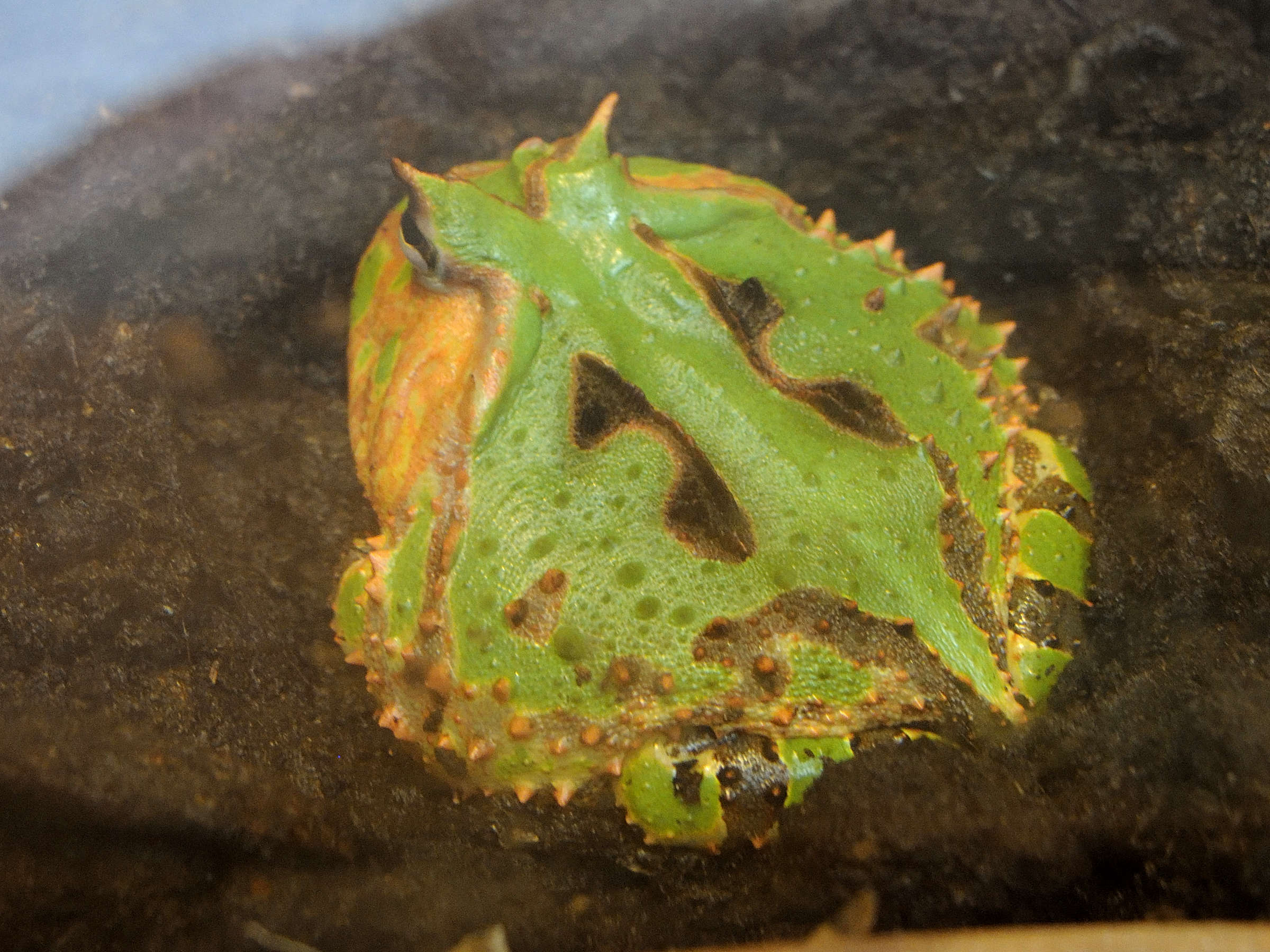 ceratophrys_cornuta1md